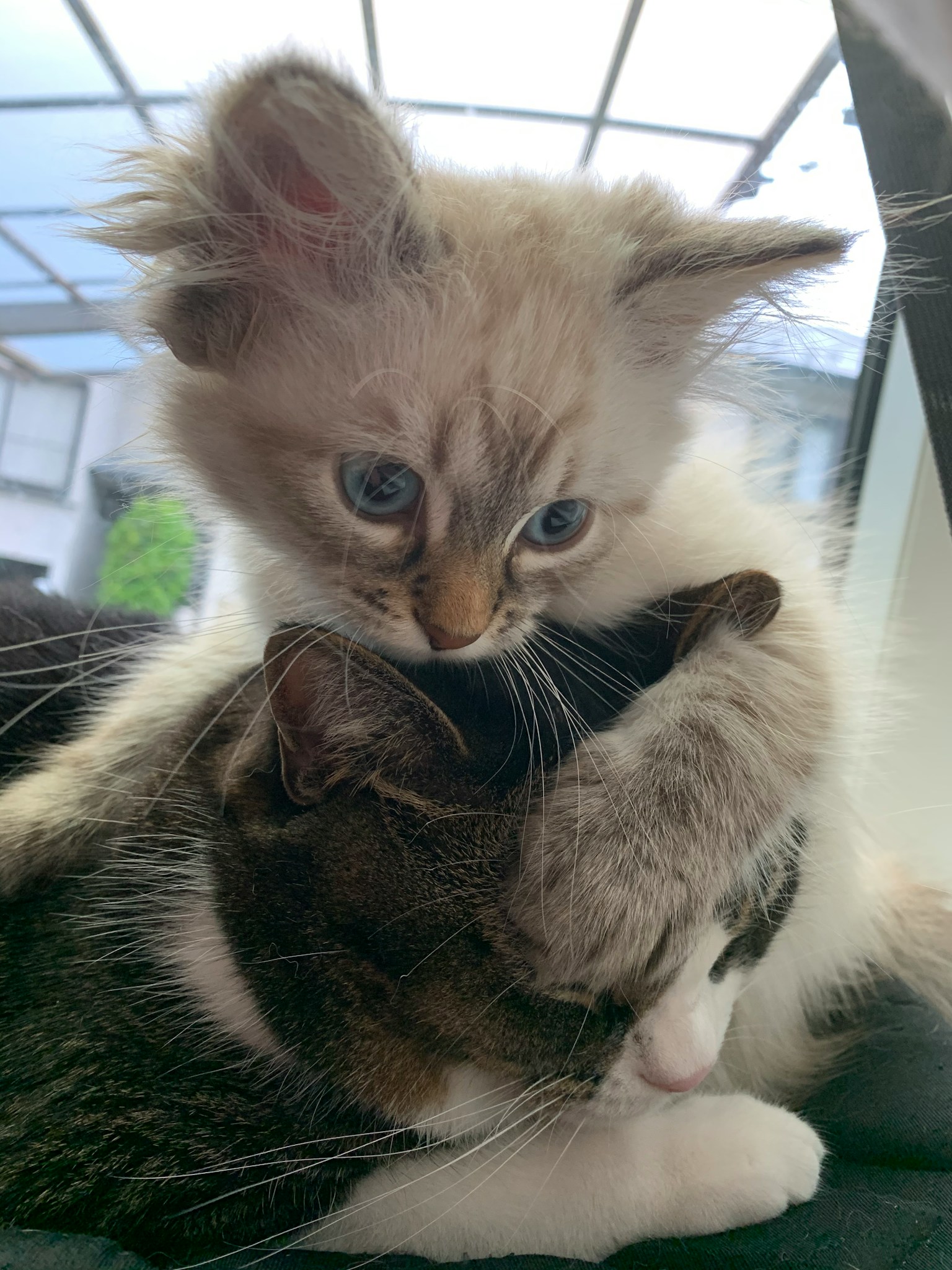 ลูกแมวสองตัวกอดกัน ตัวหนึ่งมีขนสีครีมและตาสีฟ้าอยู่ด้านบน อีกตัวมีขนสีเทาและขาวอยู่ด้านล่าง