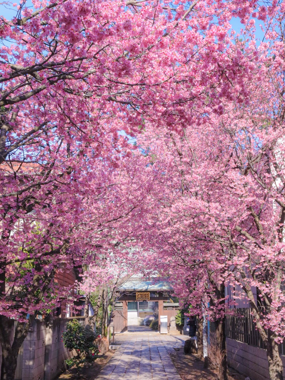 桜並木の参道に続く小道の風景