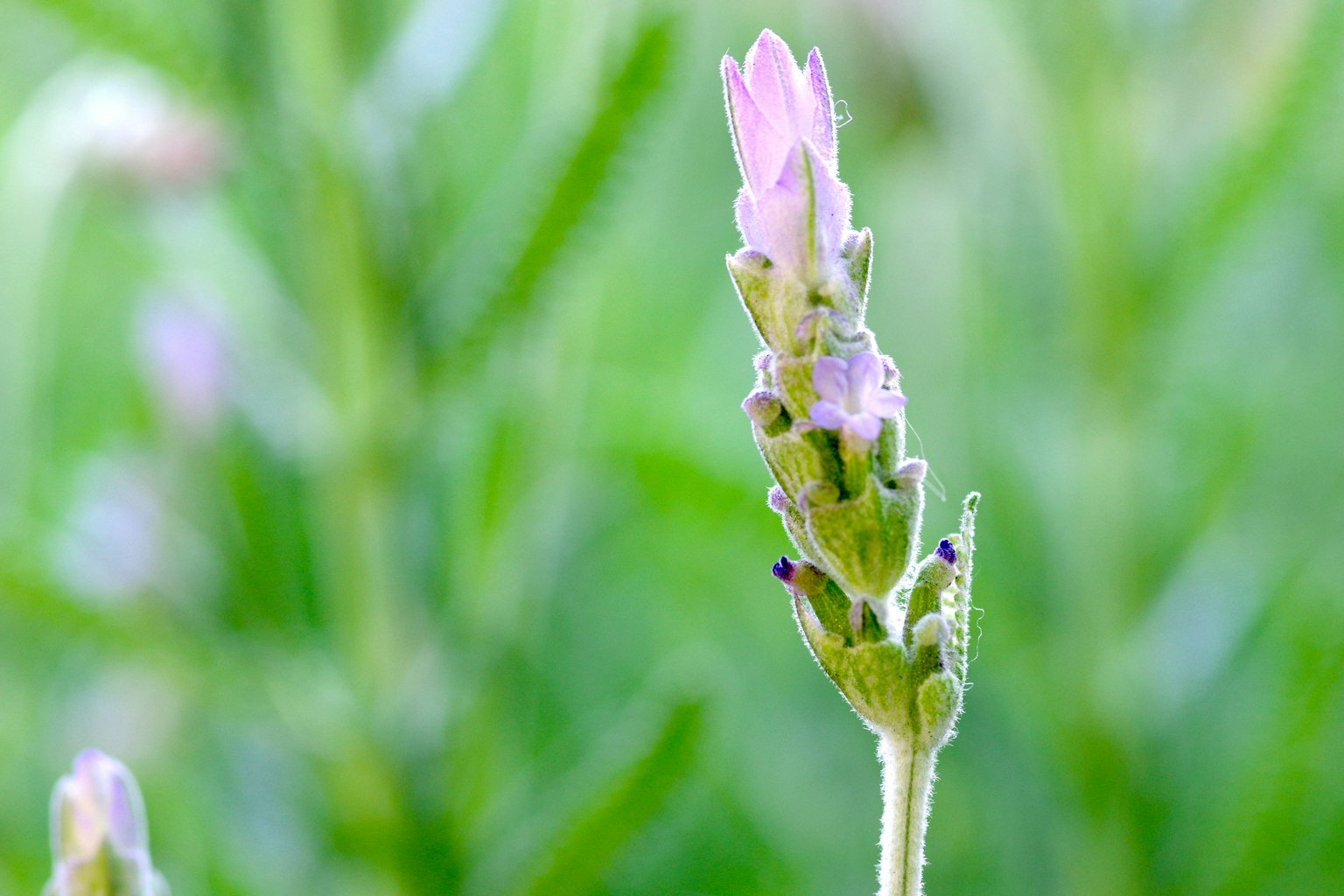 Gros plan d'une plante avec des fleurs violettes claires sur fond vert