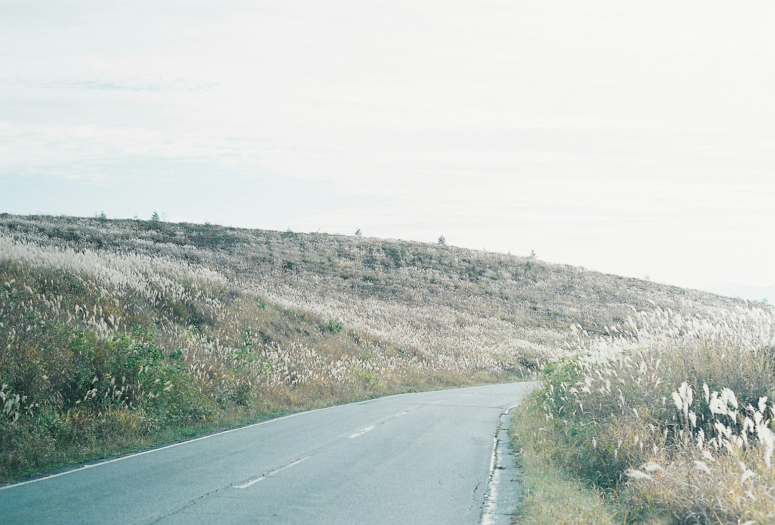 弯曲的道路与柔和的草原景观