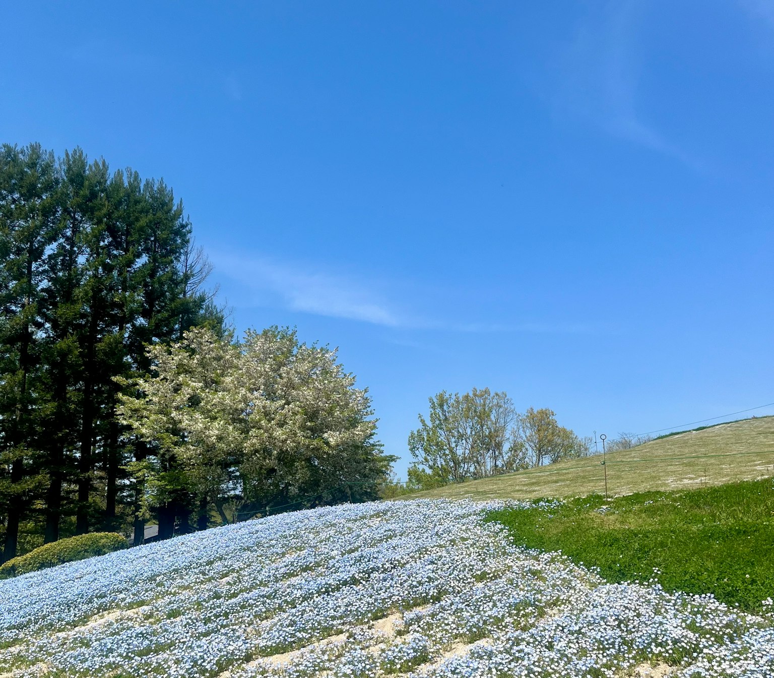 A hillside covered with blue flowers under a clear blue sky