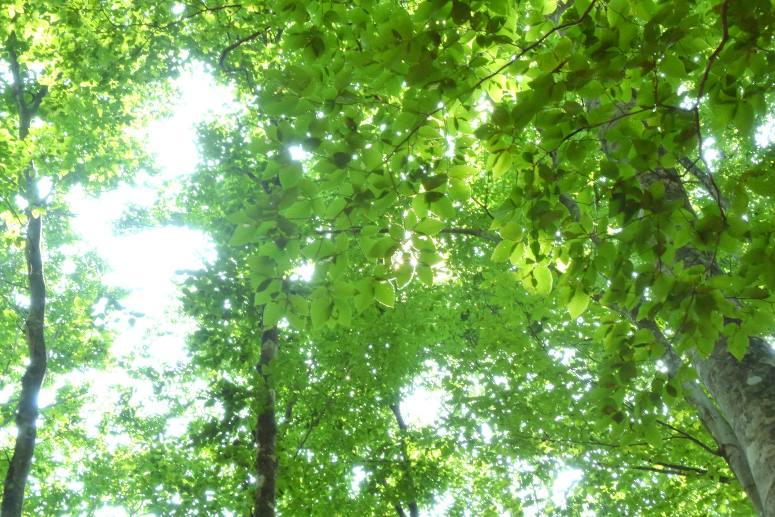 photo-Z0BjmoBGashA36iigCD2-image