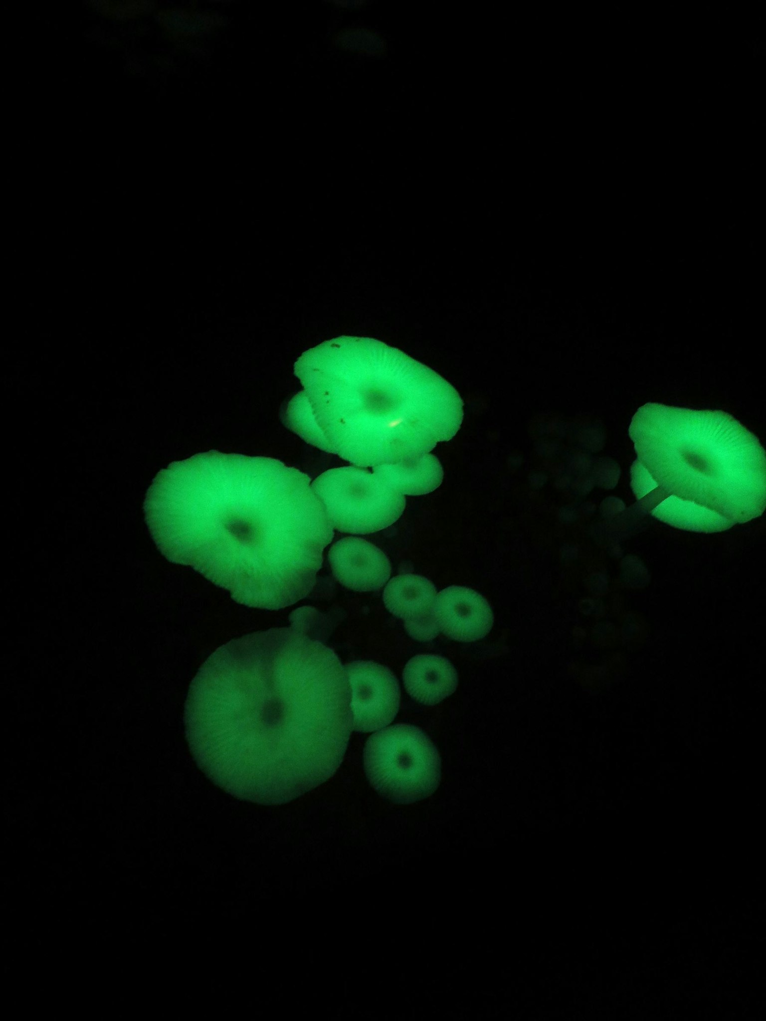 Un gruppo di meduse verdi luminescenti su uno sfondo scuro