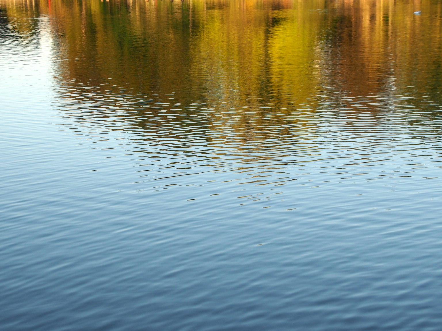 Ruhige Seeoberfläche, die Herbstfarben reflektiert
