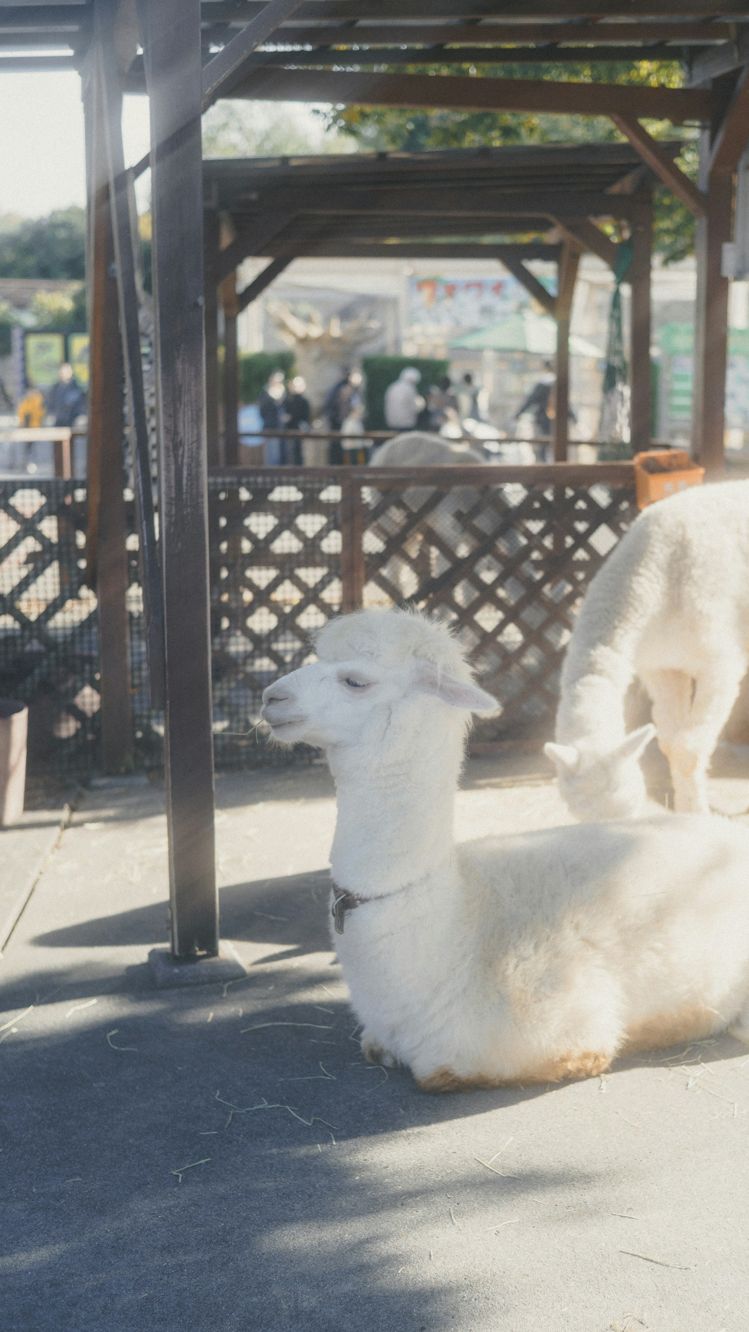 白いアルパカが屋外の小屋の中で横たわっている