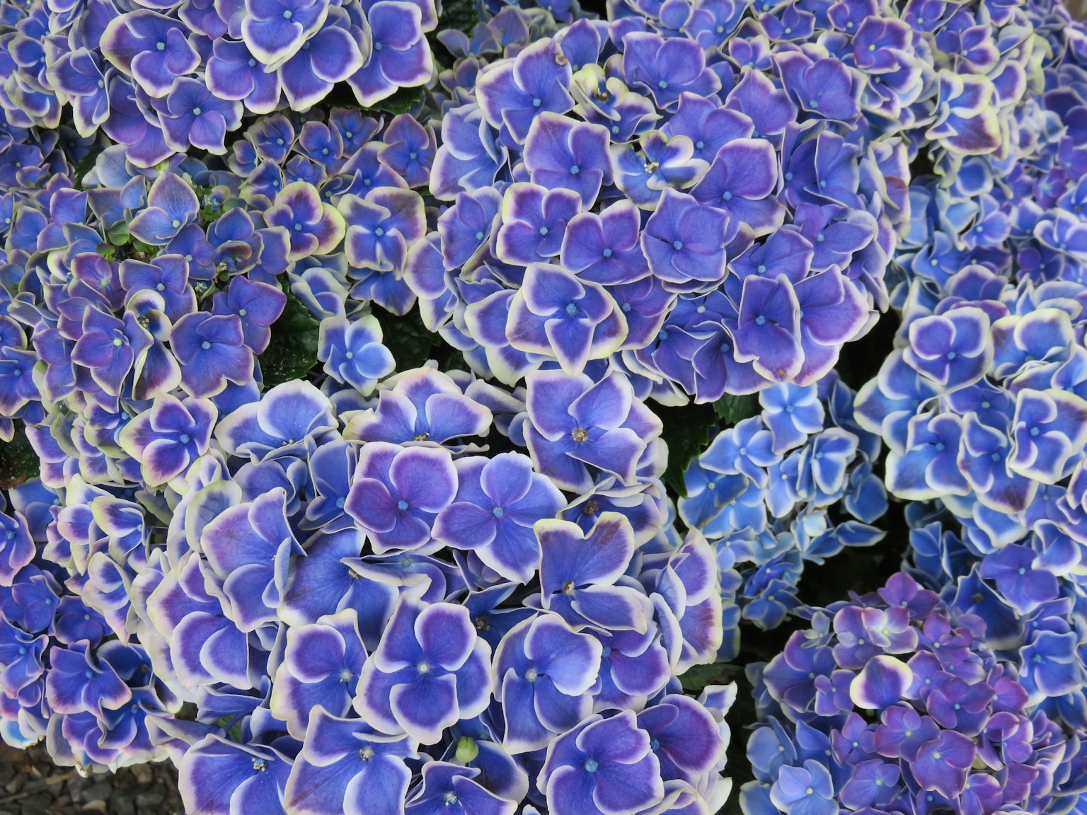 Primer plano de flores azul-púrpura en plena floración