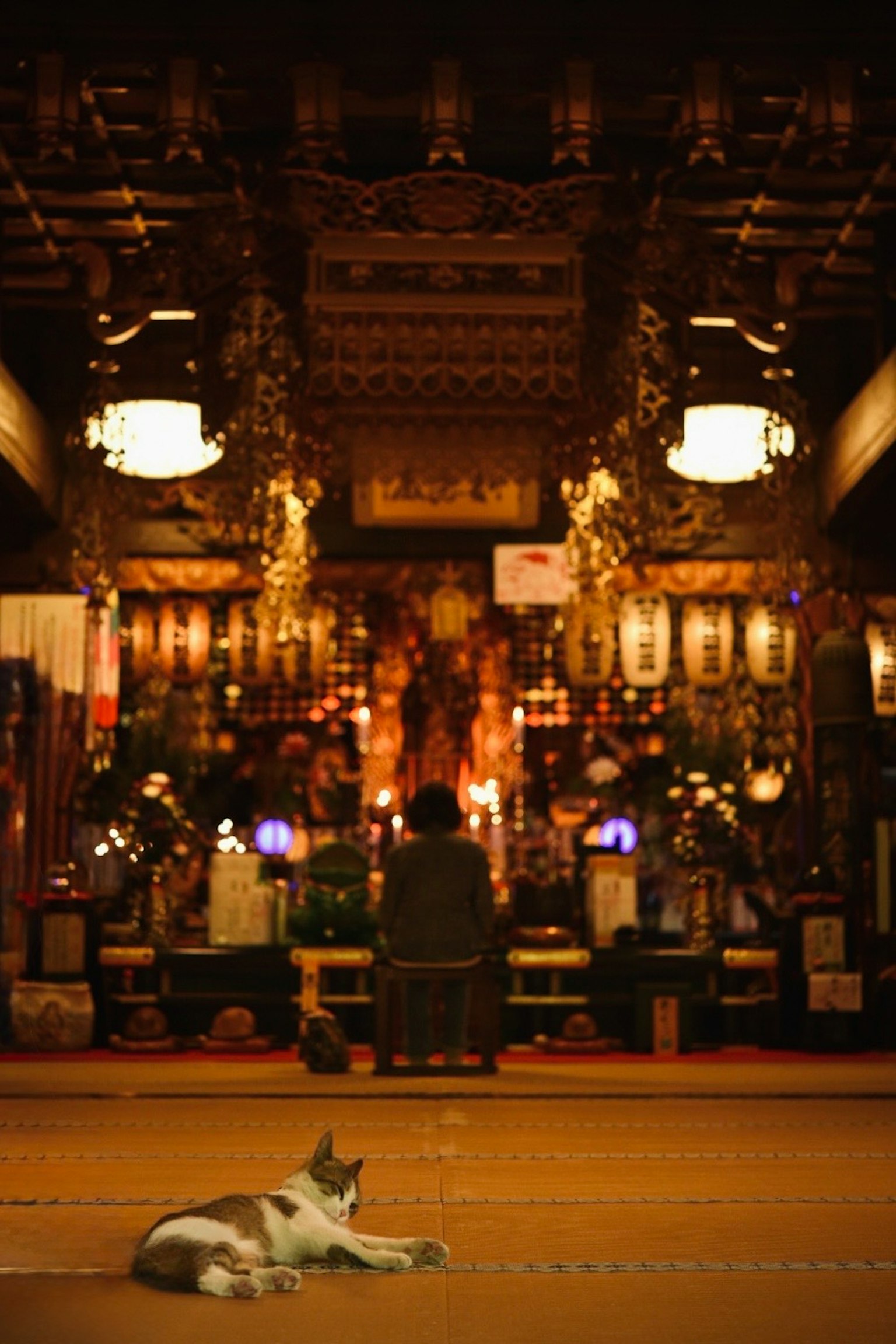 寺院の内部で祈る人と横たわる猫のシーン