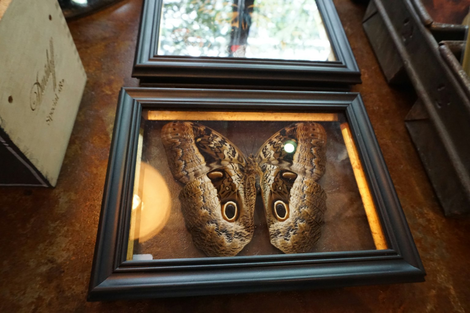 Un spécimen de papillon encadré exposé sur une table