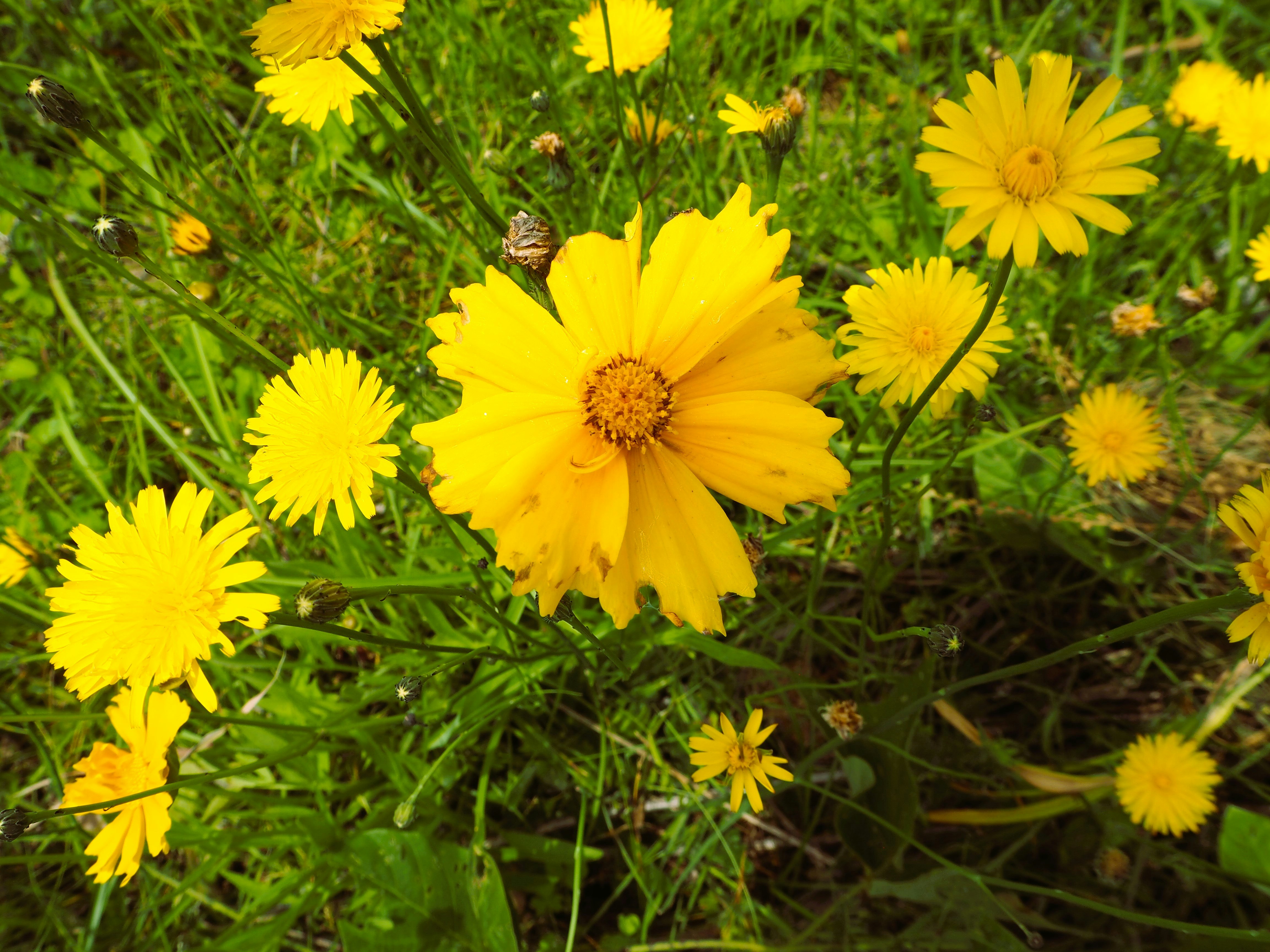 Flores de coreopsis de flores grandes sobre césped verde