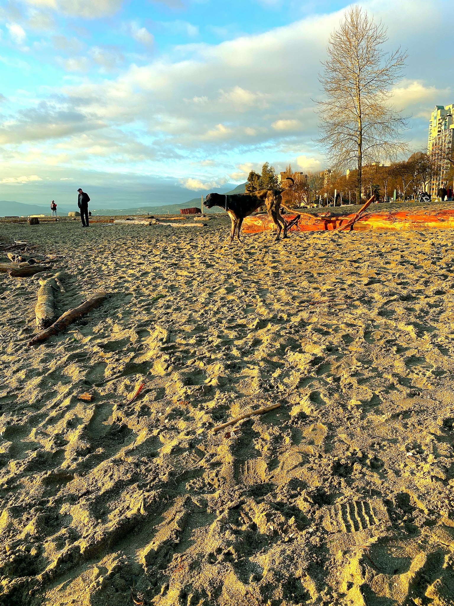Adegan anjing bermain di pantai dengan orang-orang di latar belakang dan langit senja