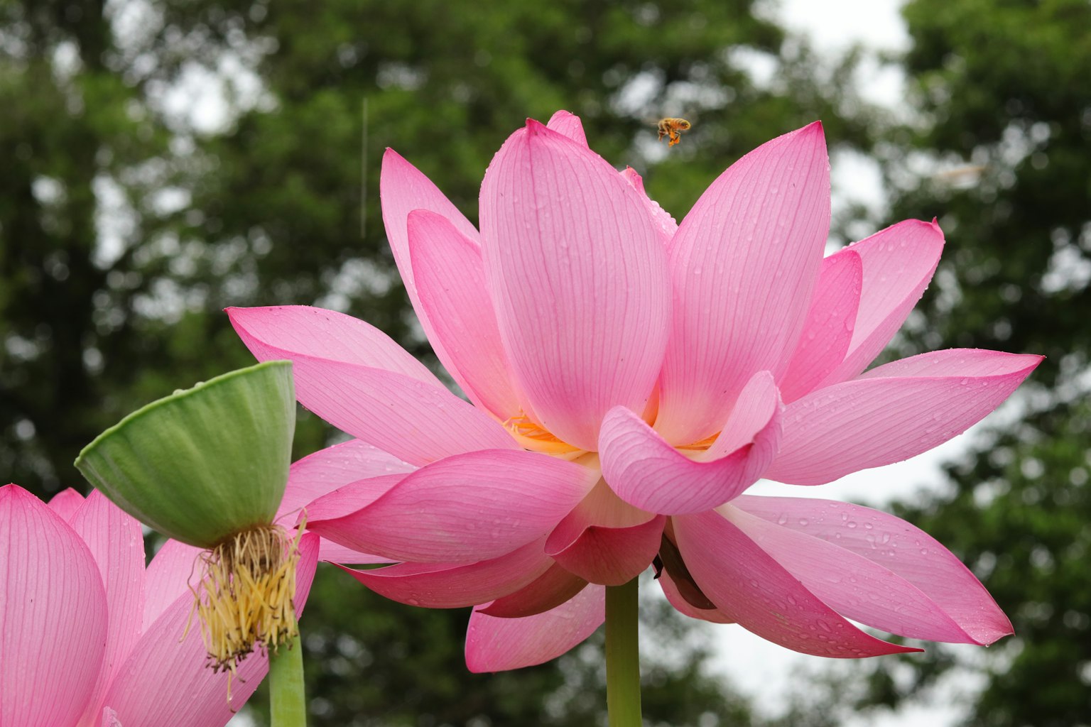Bunga teratai pink yang indah dengan kuncup hijau di lingkungan alami