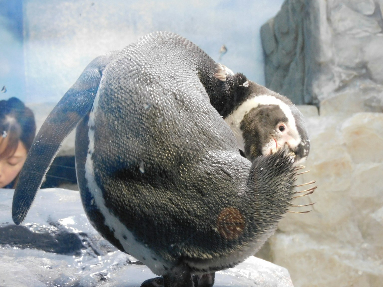 Ein Pinguin in einem Aquarium, der sich auf einem Felsen umdreht
