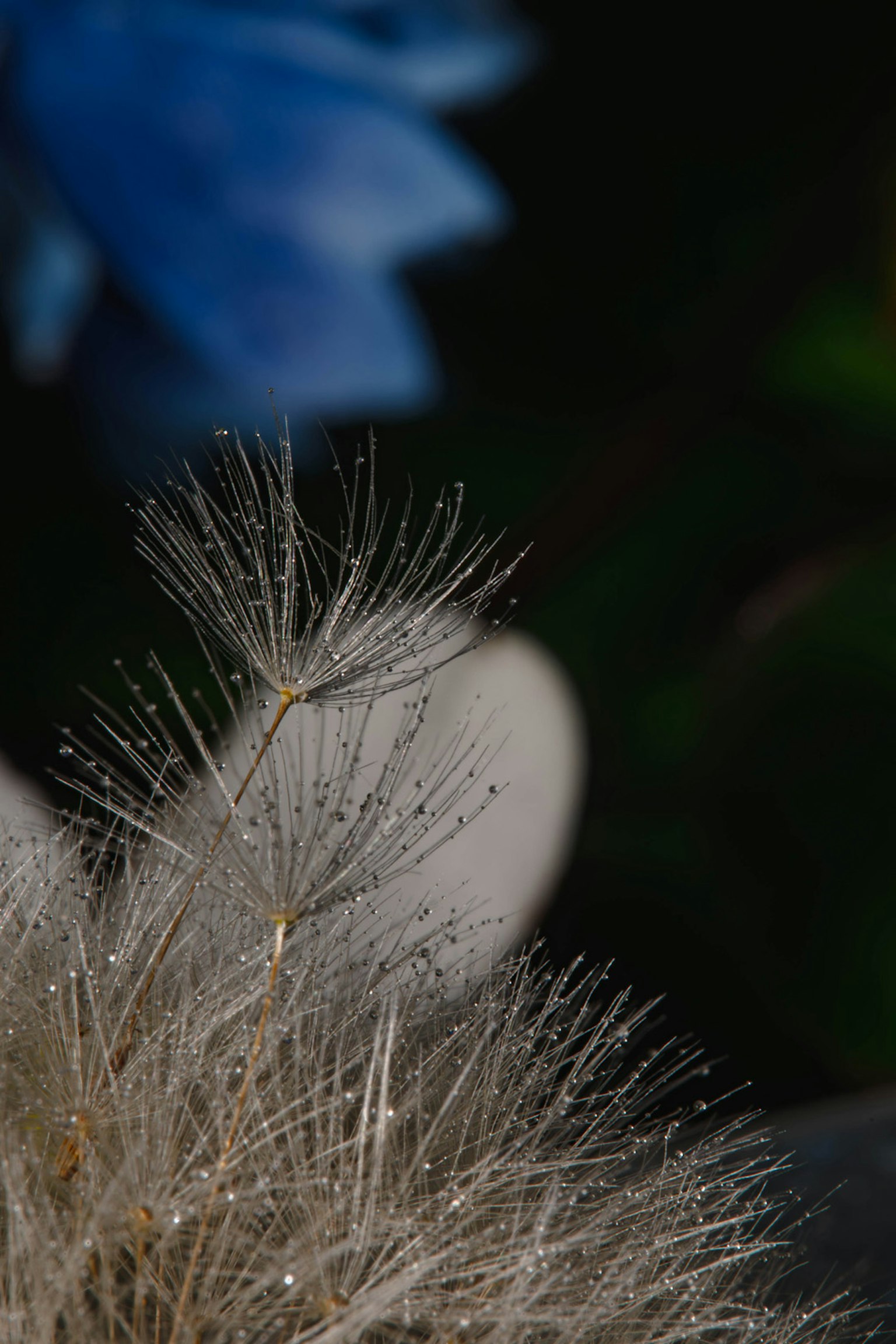 Nahaufnahme einer dünnen weißen Pflanze mit blauer Blume im Hintergrund