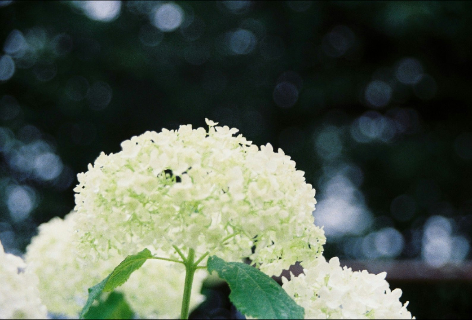 青いボケ背景の白いアジサイの花と葉
