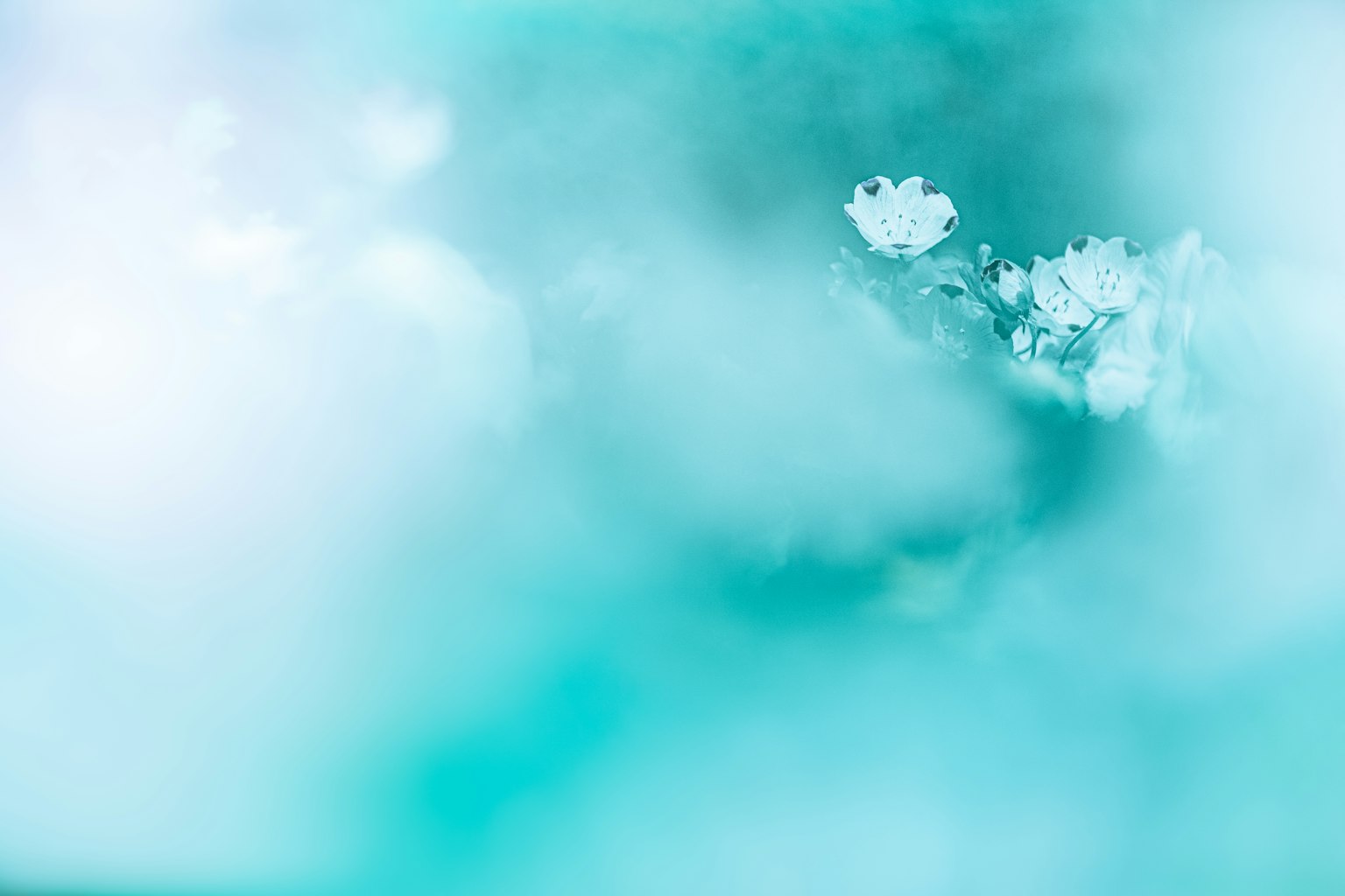 Gambar abstrak dengan bunga putih kabur di latar belakang biru lembut