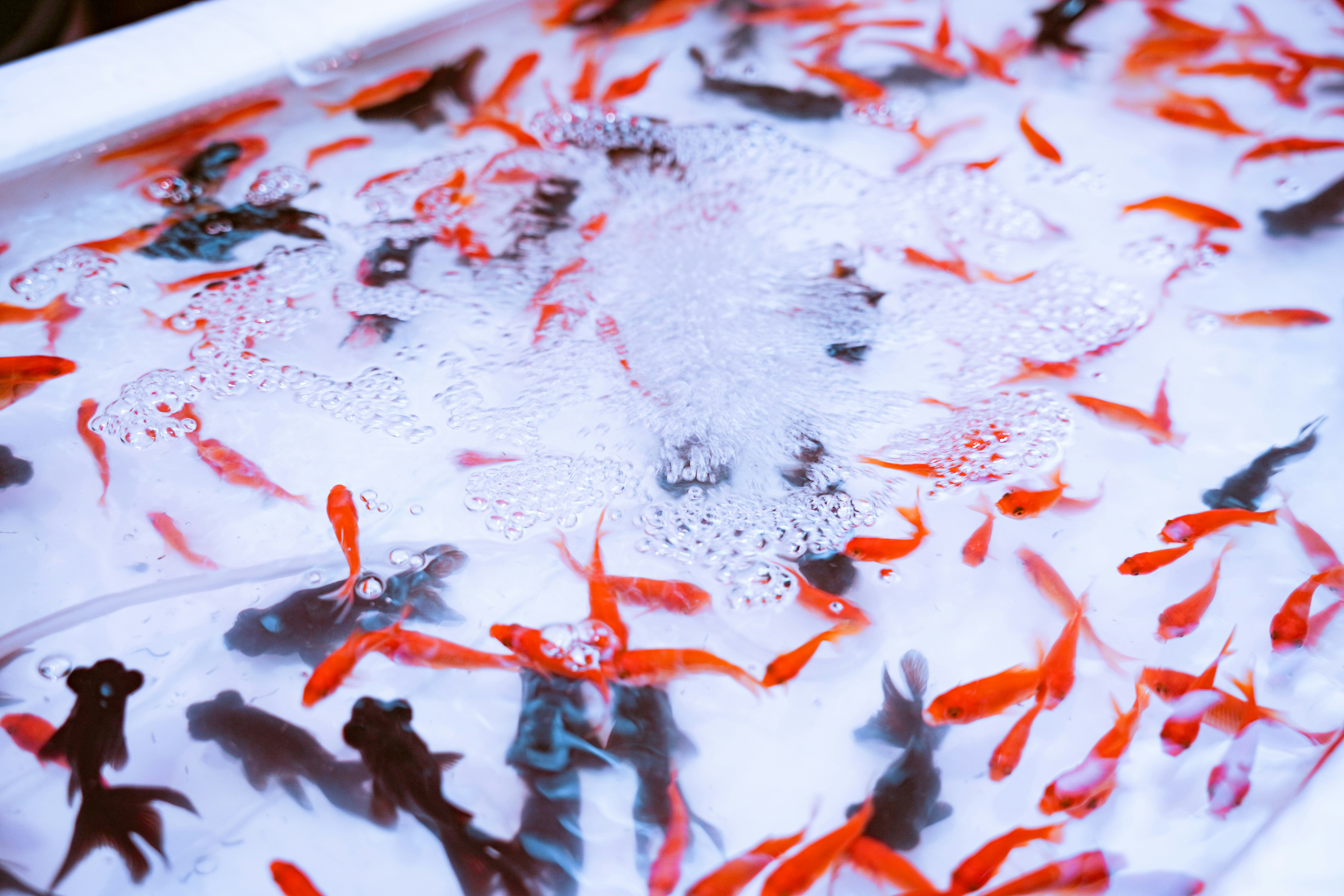 紅色金魚群在白色水面上游動