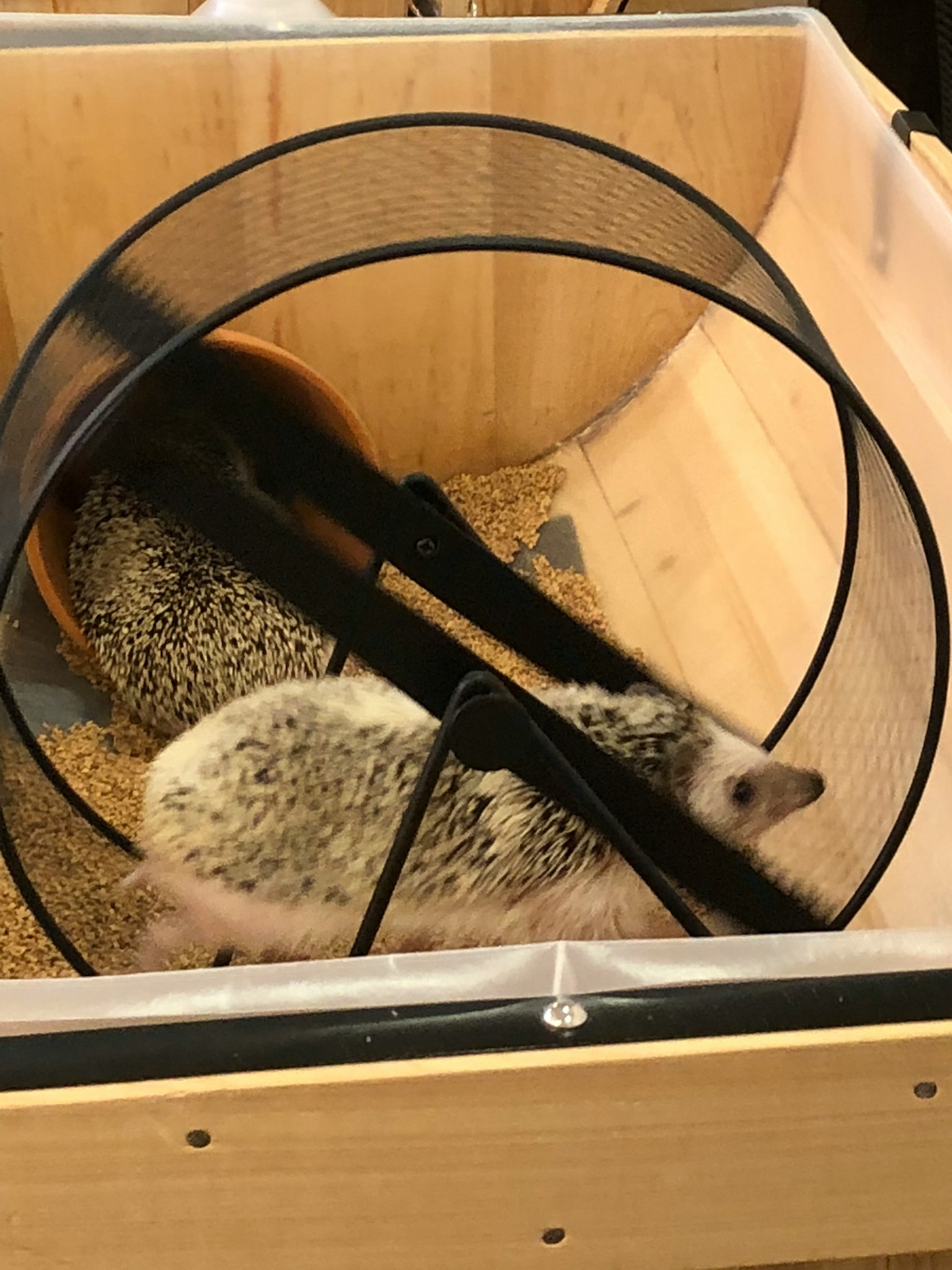 刺猬在跑轮中玩耍