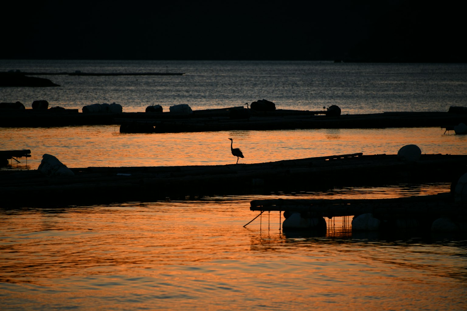 Muelles de madera en el mar al atardecer con la silueta de un pájaro
