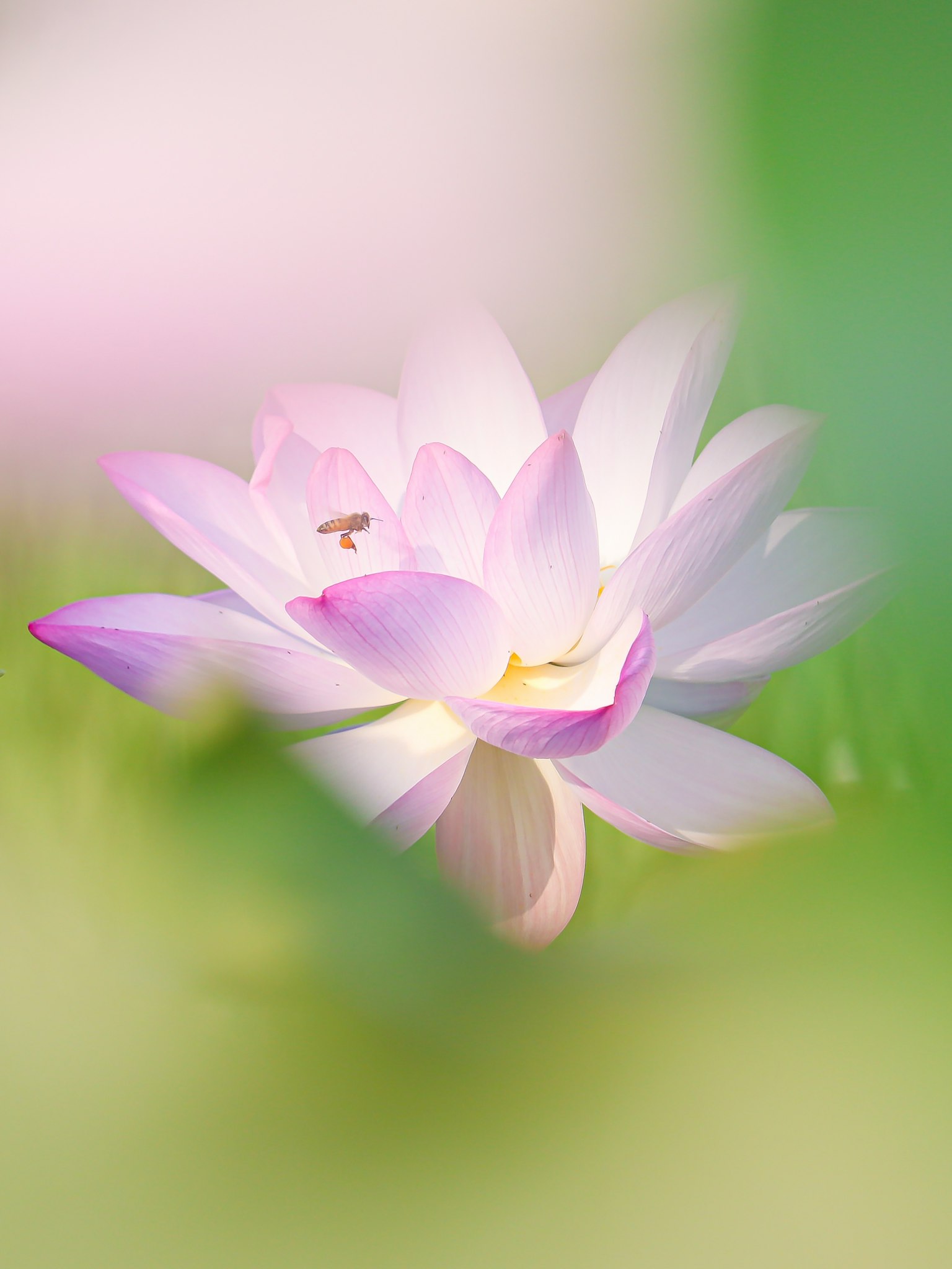 ดอกบัวสีอ่อนเด่นในพื้นหลังเบลอ