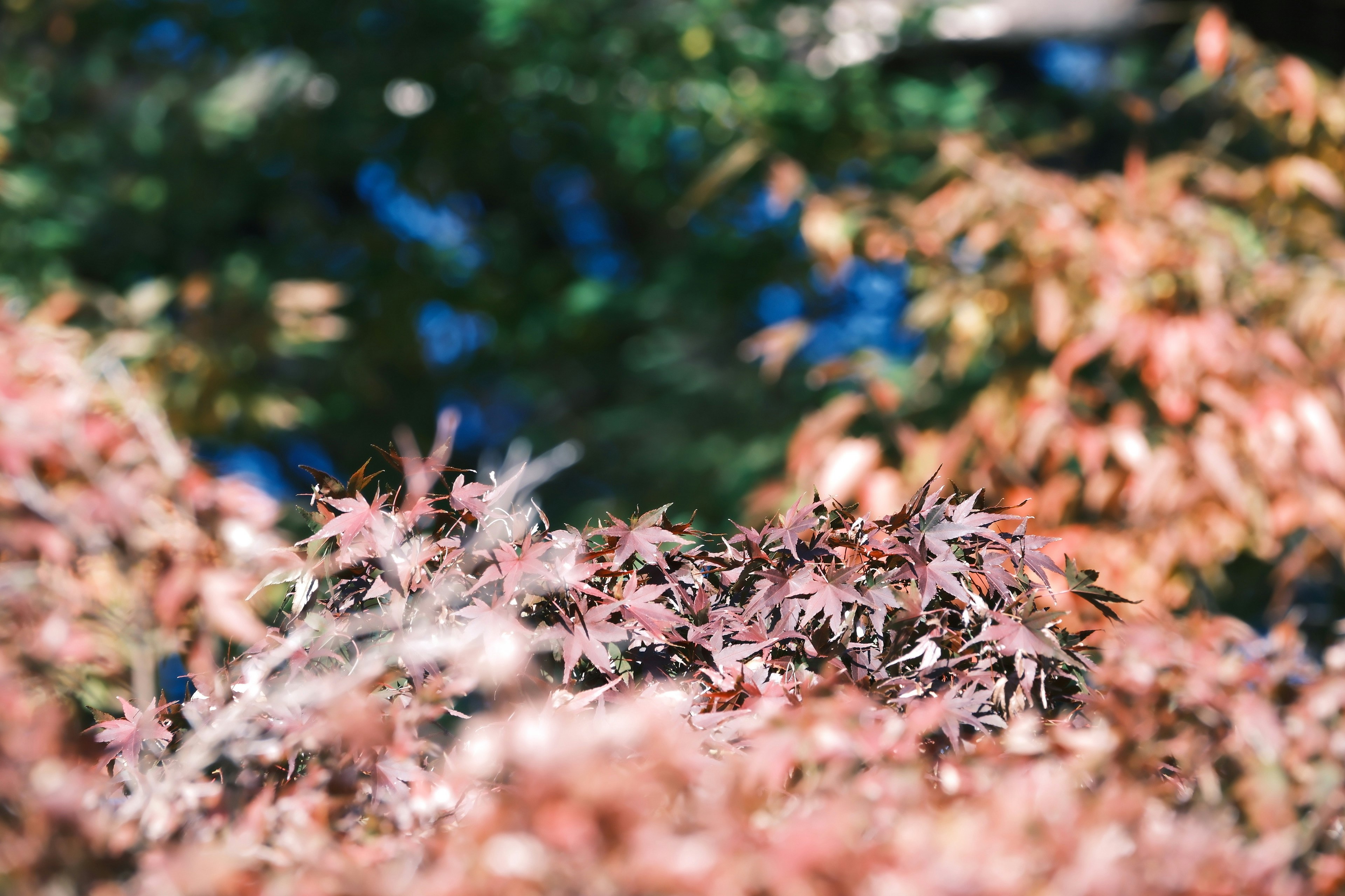 草地上細小花瓣/葉片飛散的特寫