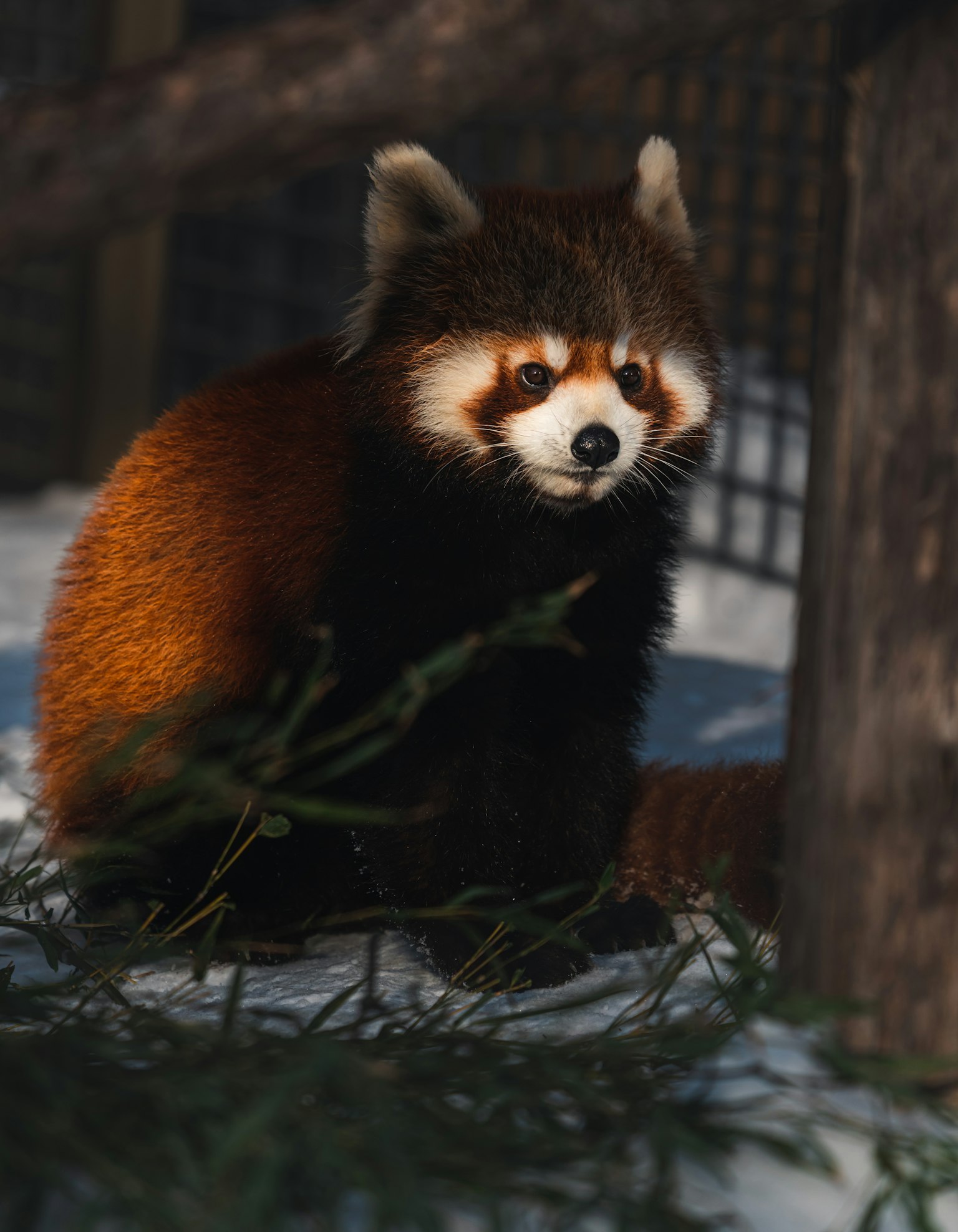 Un panda rosso seduto sulla neve con foglie verdi intorno