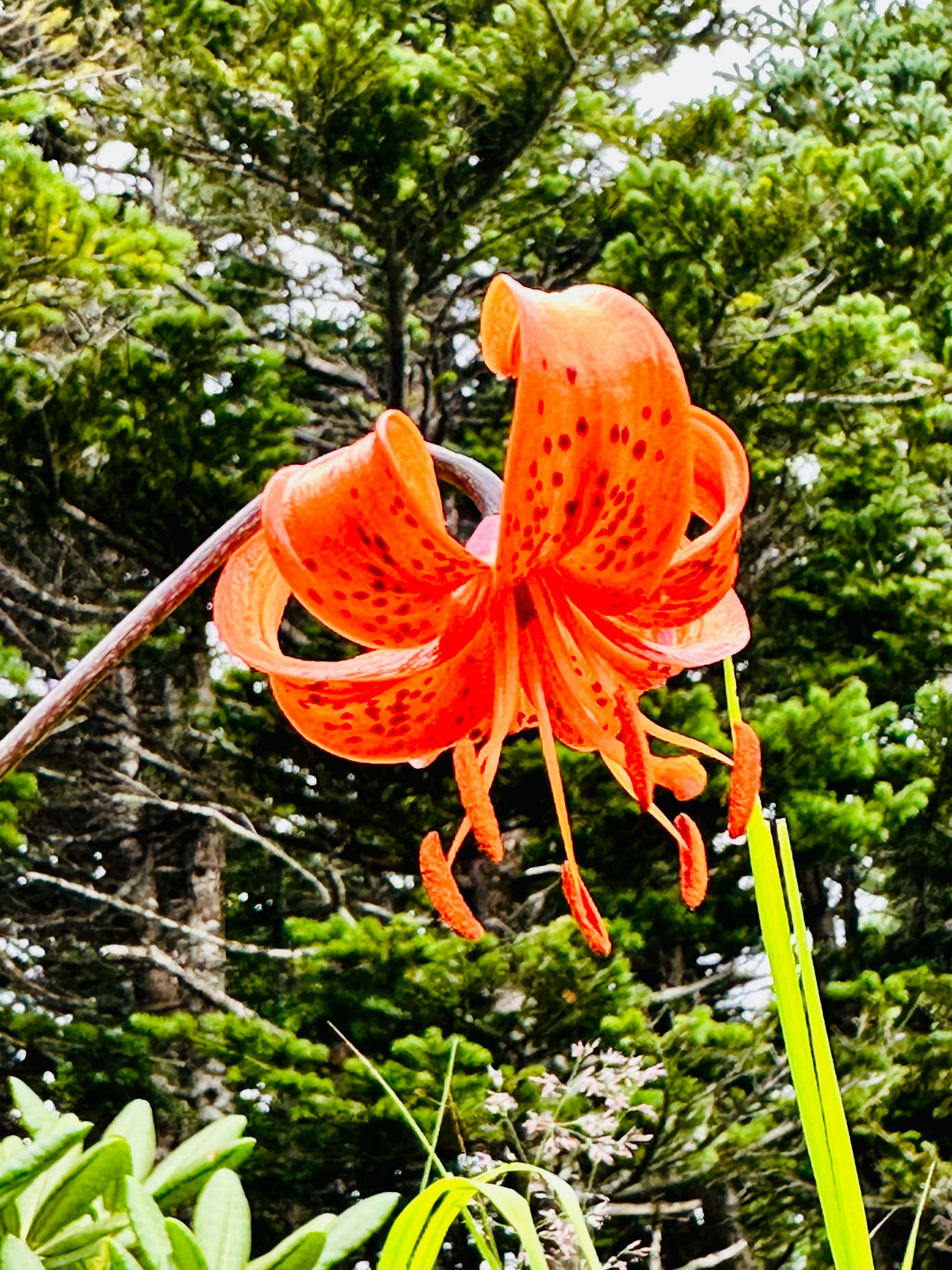 Orange lily flower blooming against a green background
