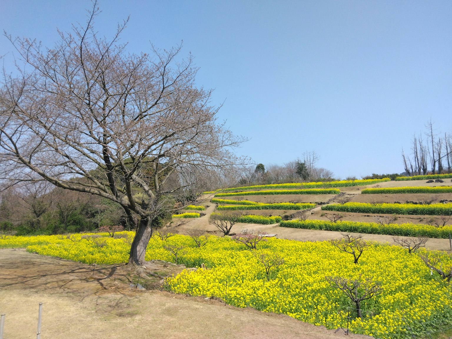 Paysage avec des champs en terrasses de fleurs jaunes et un arbre nu