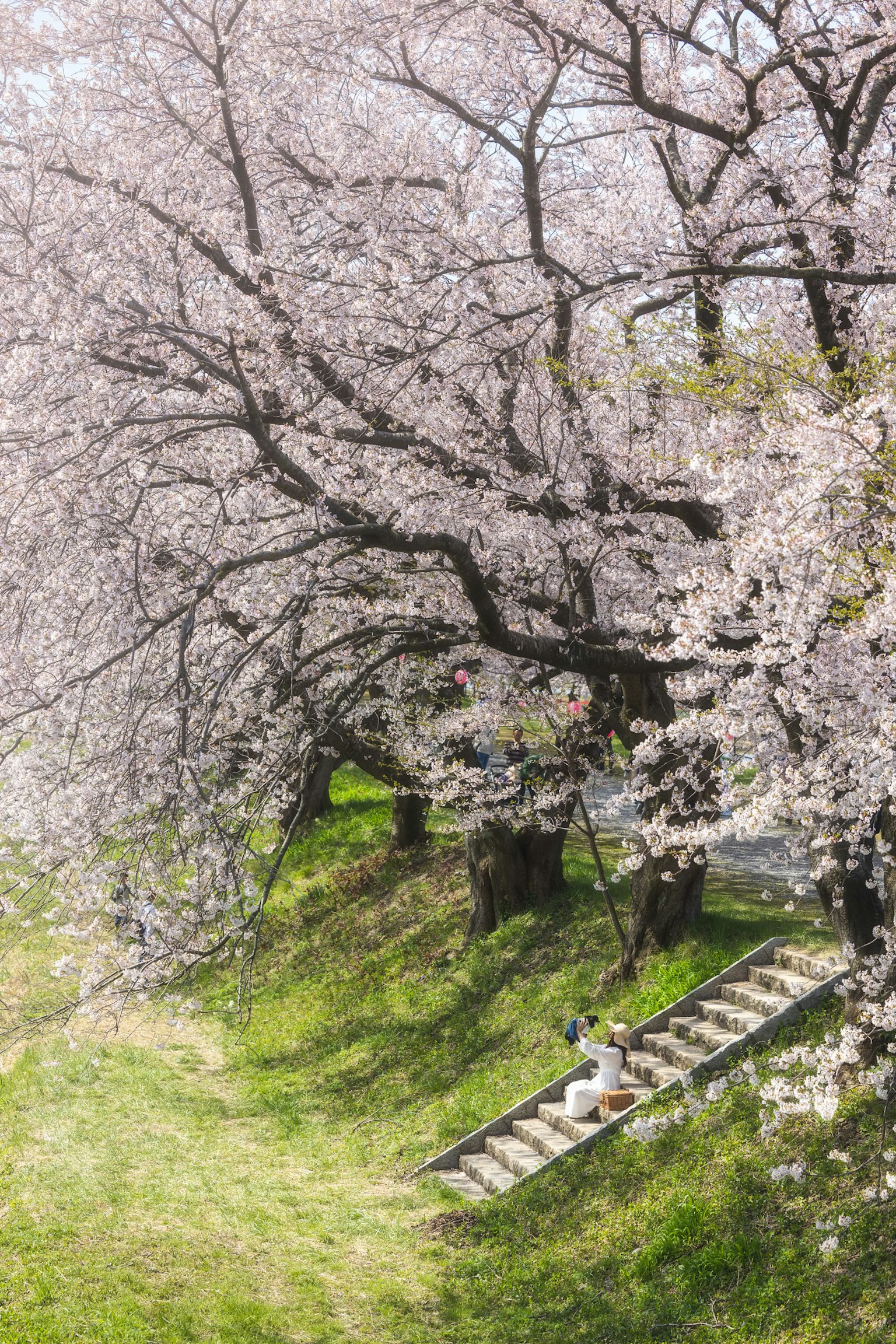 公园里盛开的樱花树场景