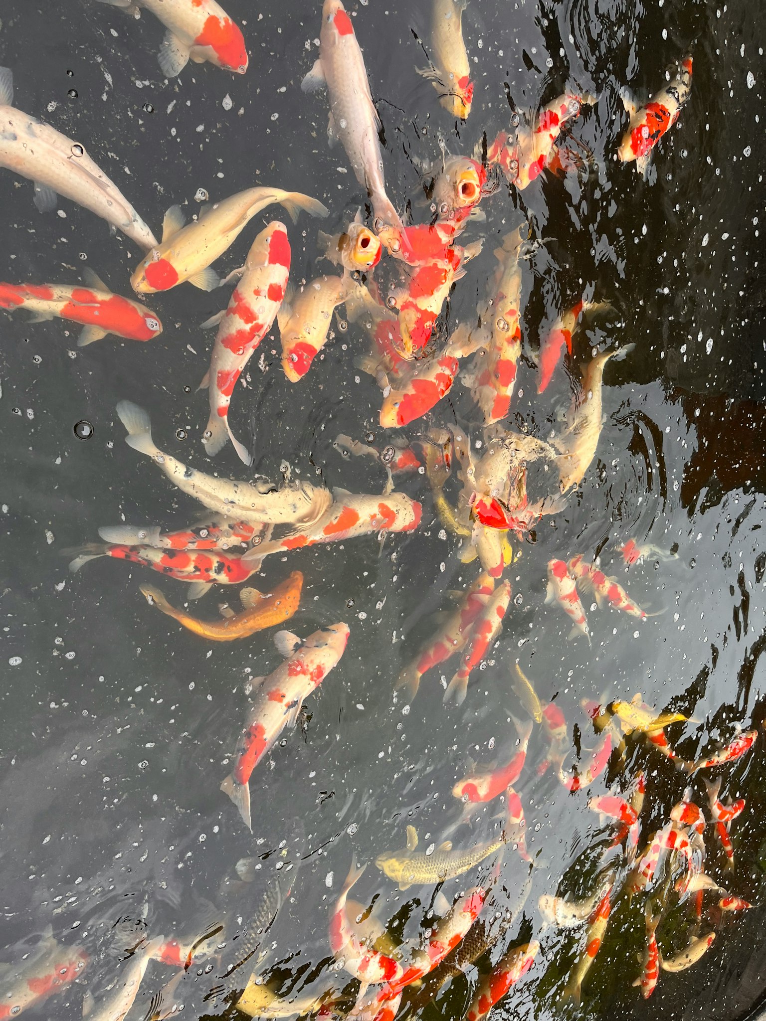 水面下游動的多彩錦鯉