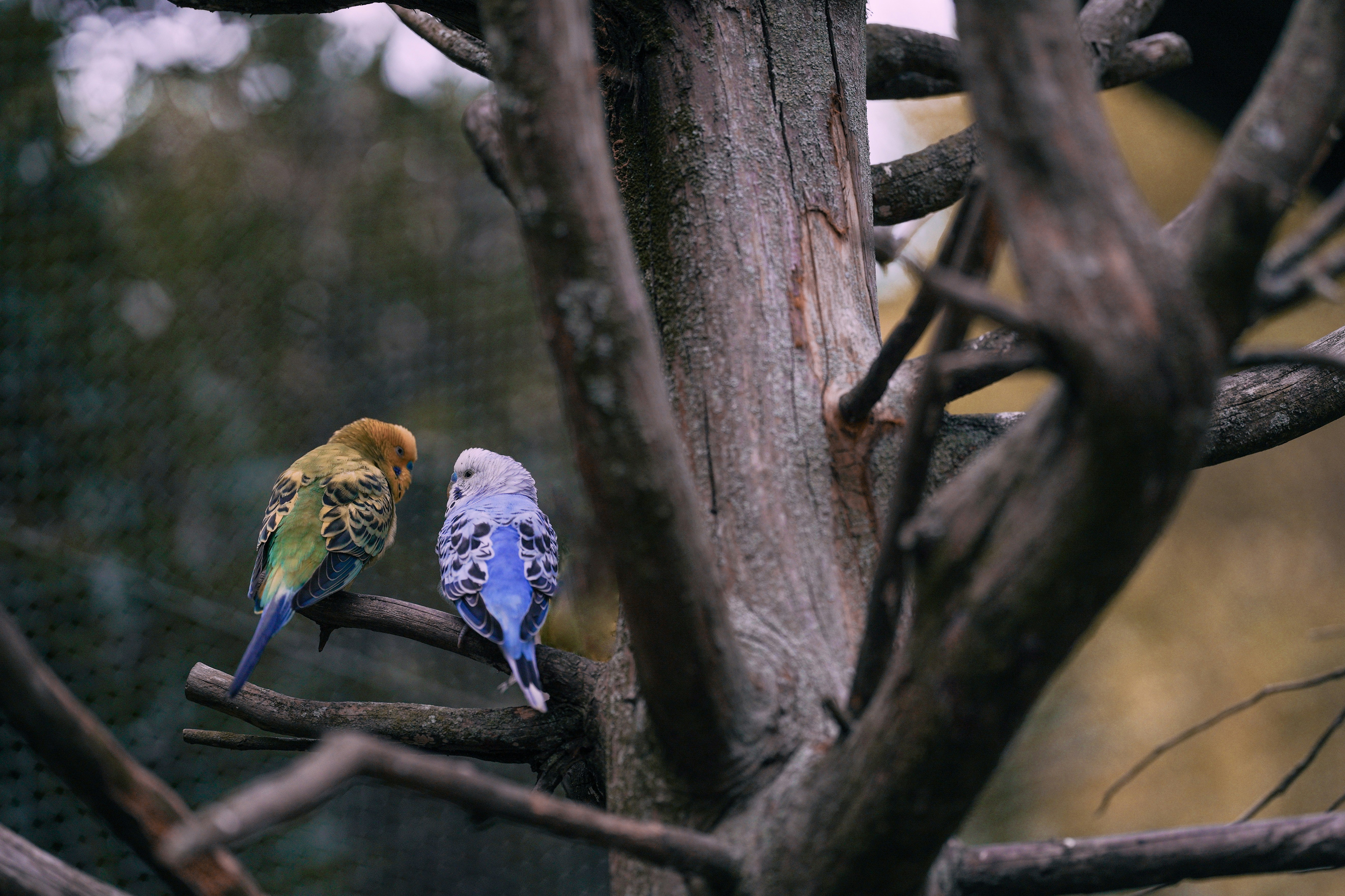 a small group of birds perched on branches