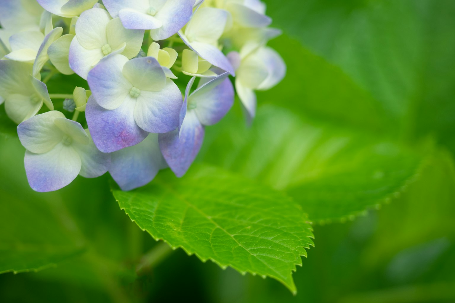 Close-up of hydrangea flowers with light purple petals and green leaves