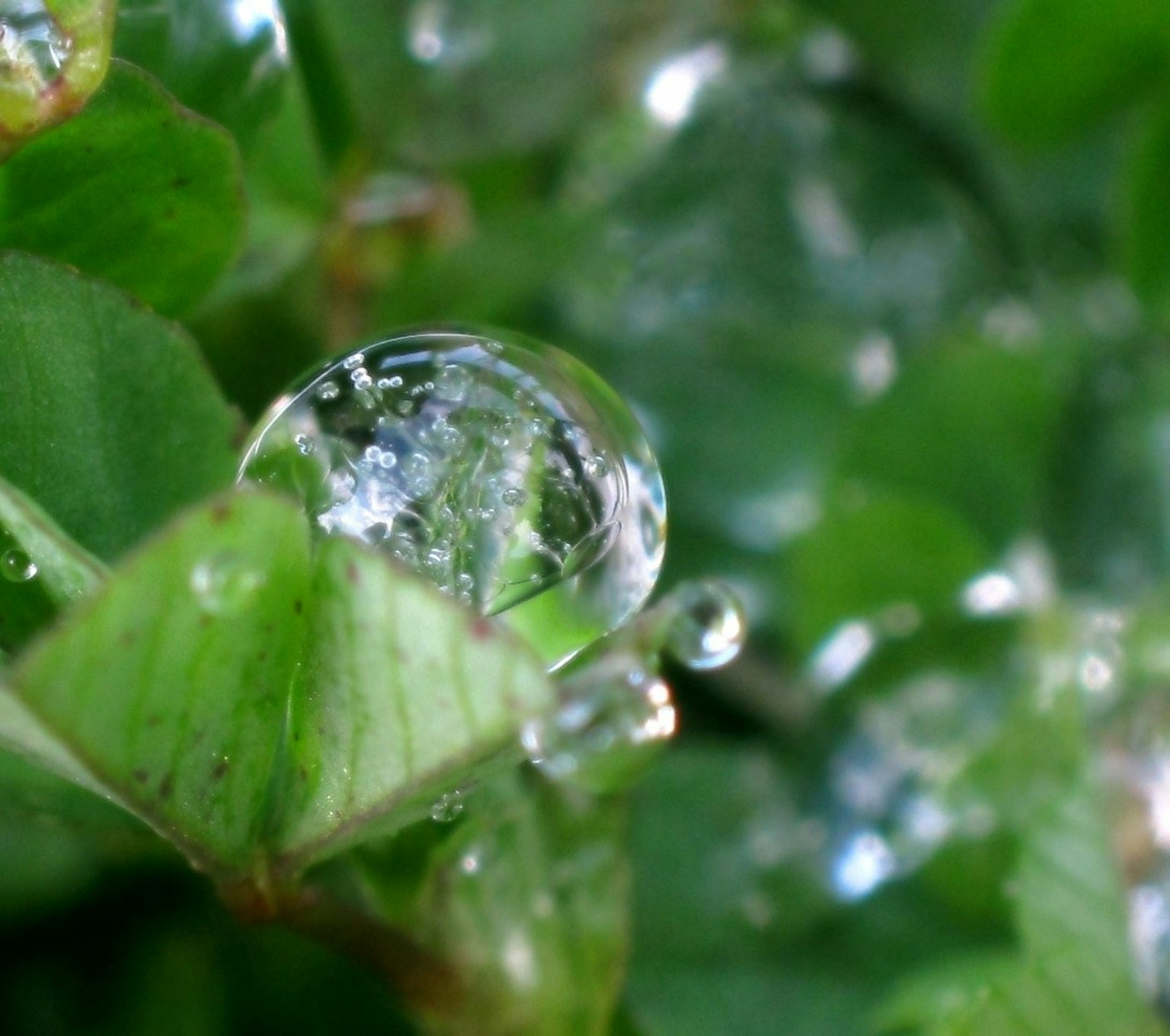 Close-up photo of water droplets on green leaves