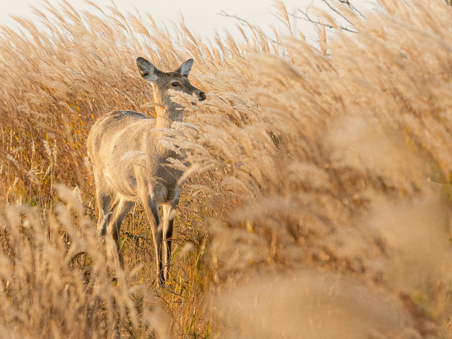 Ein Reh steht in einem Feld mit hohem Gras, beleuchtet von sanftem Licht