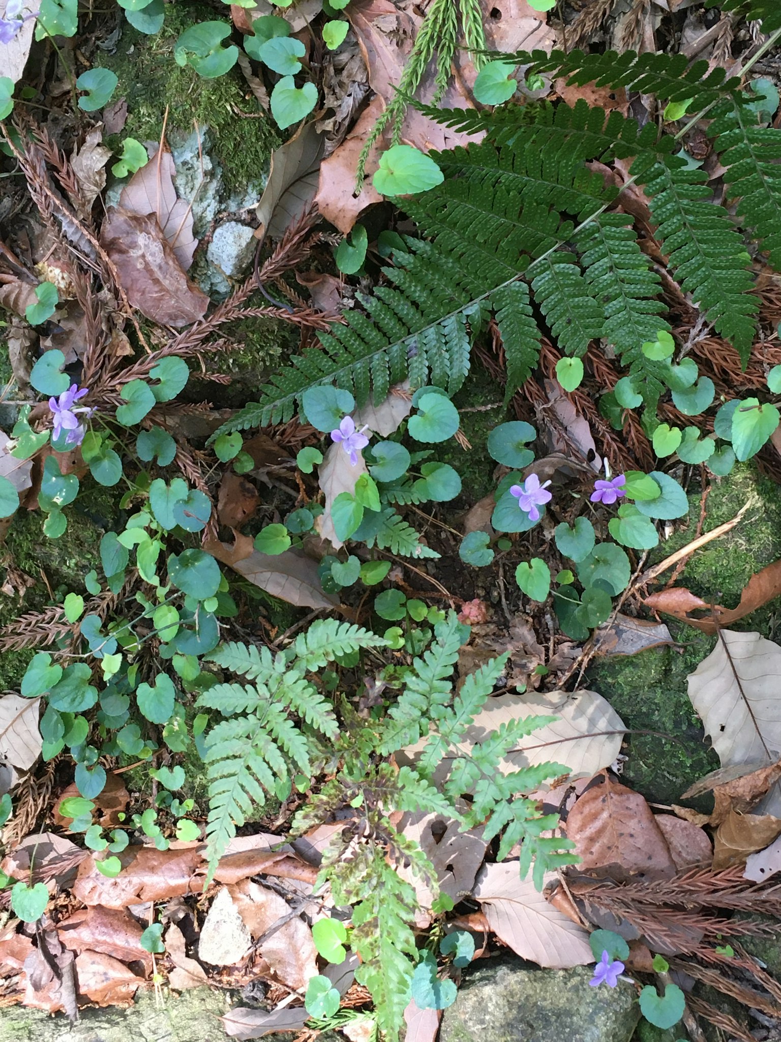 自然景观，绿叶和紫花