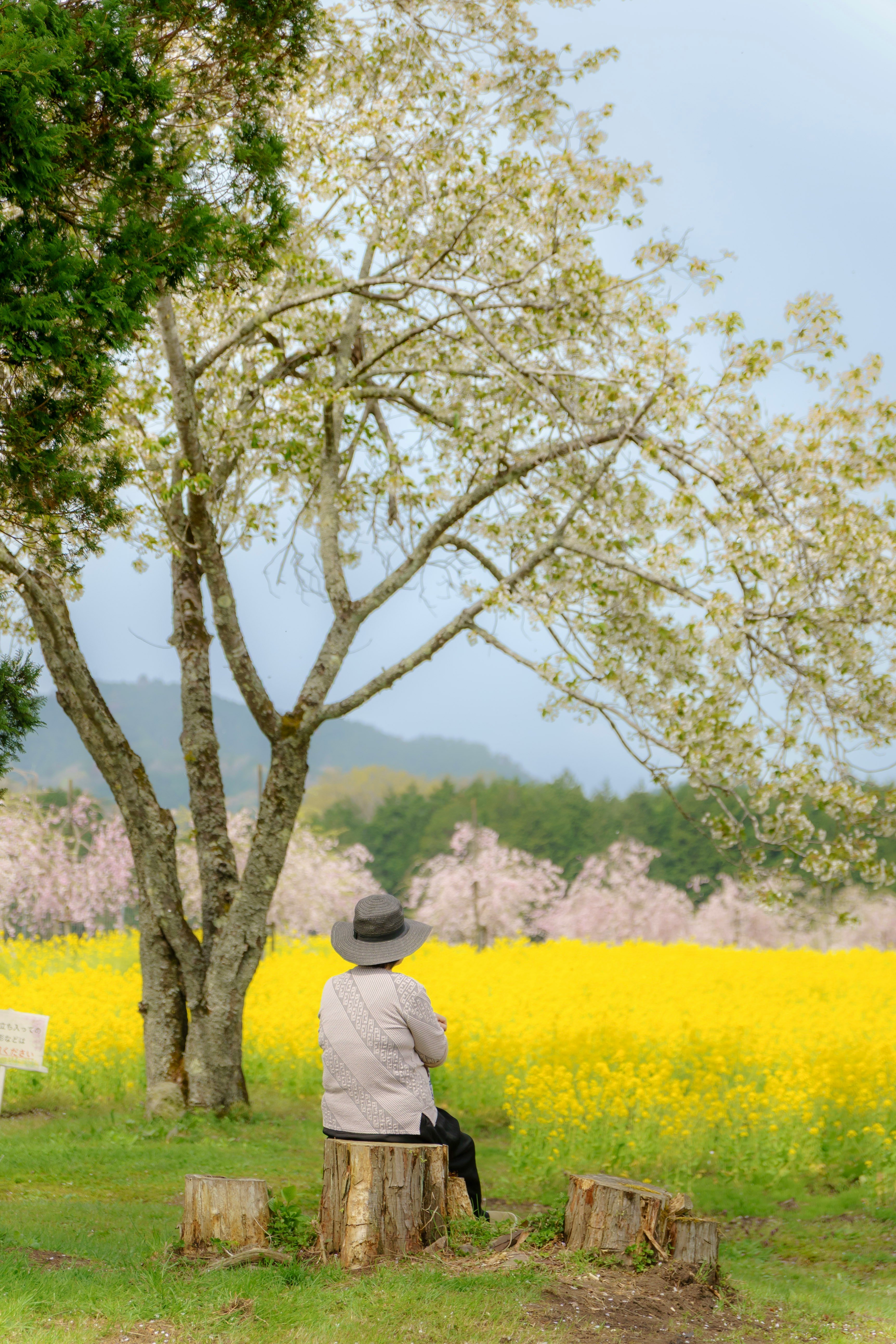 菜の花畑の丘でベンチに座る人物と桜の木々