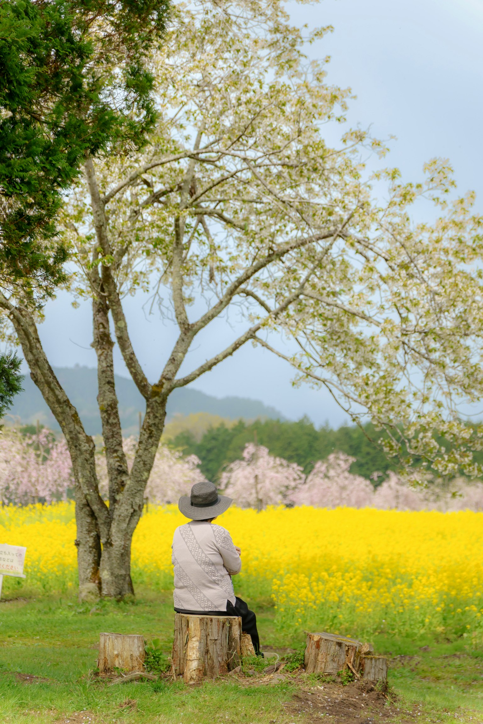 Orang tua duduk di tunggul melihat ladang bunga sakura dan rapeseed