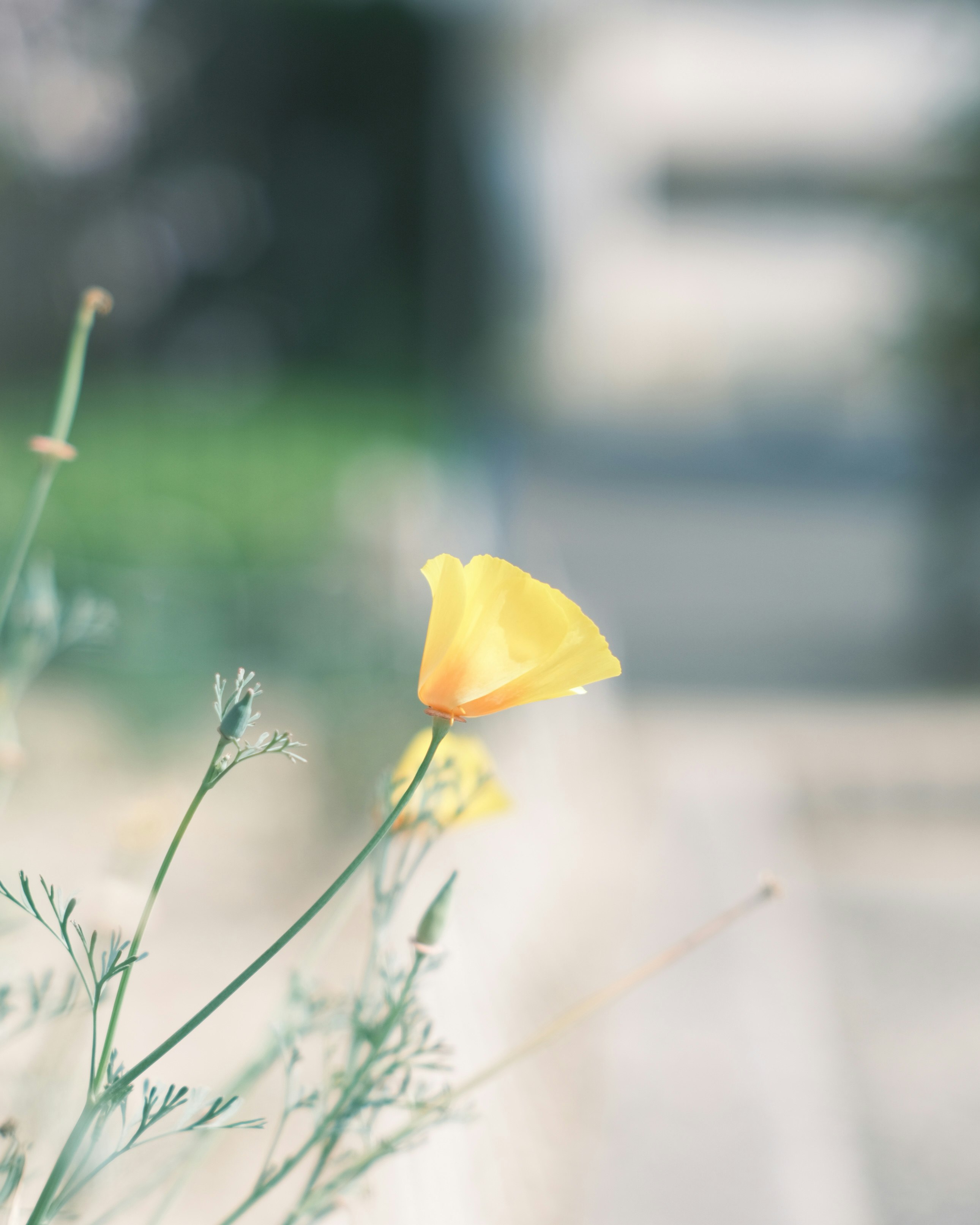 公園の芝生に咲く黄色い花のクローズアップ