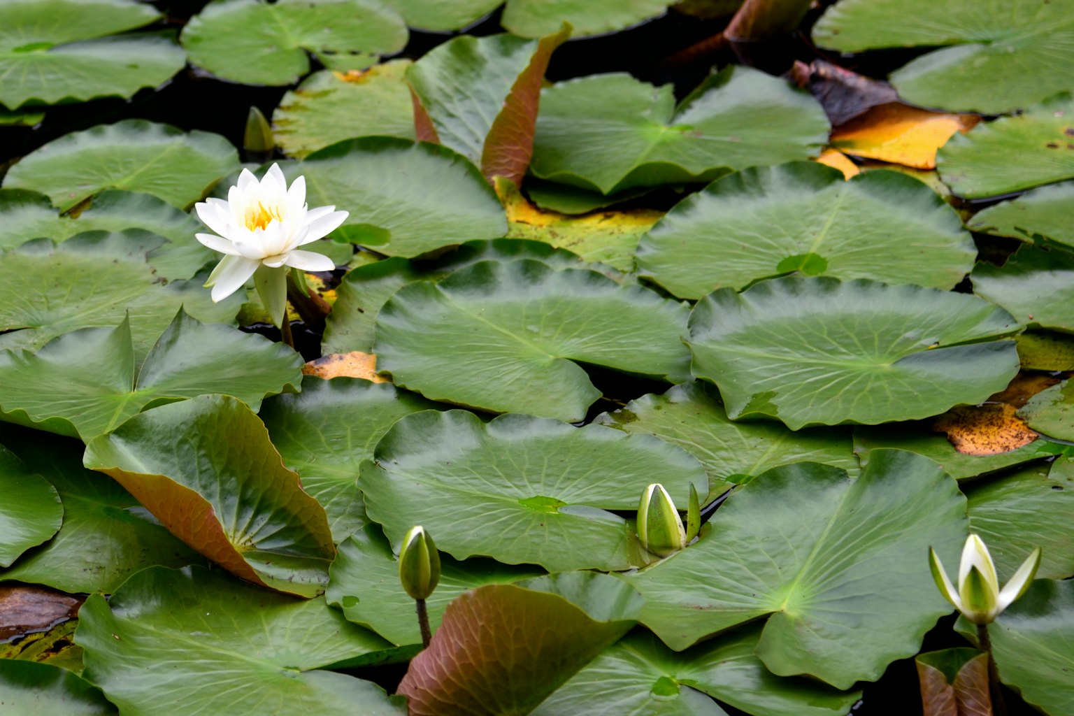 Lily putih mekar di antara daun lily hijau