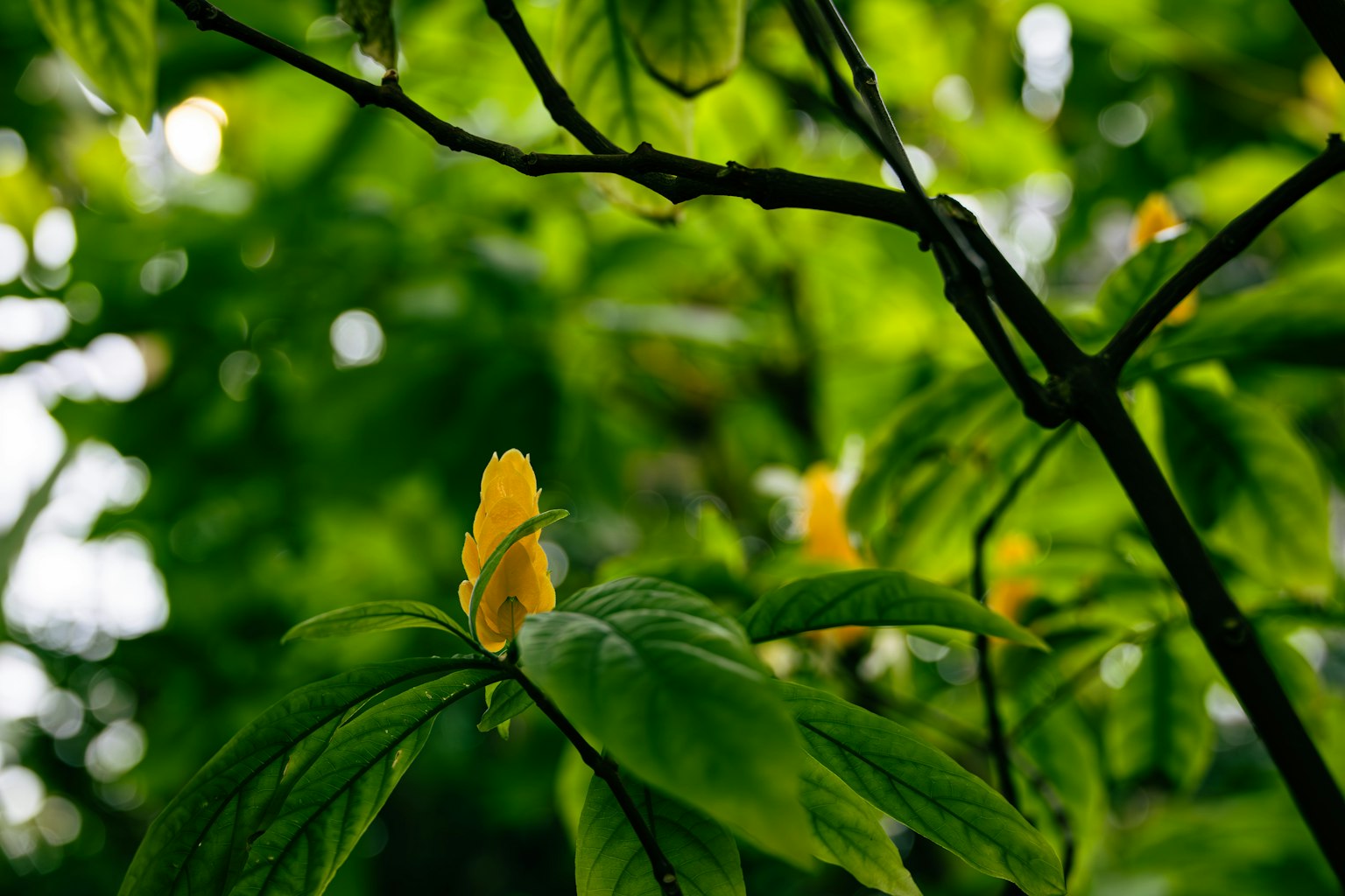 Close-up of a plant featuring yellow buds among green leaves