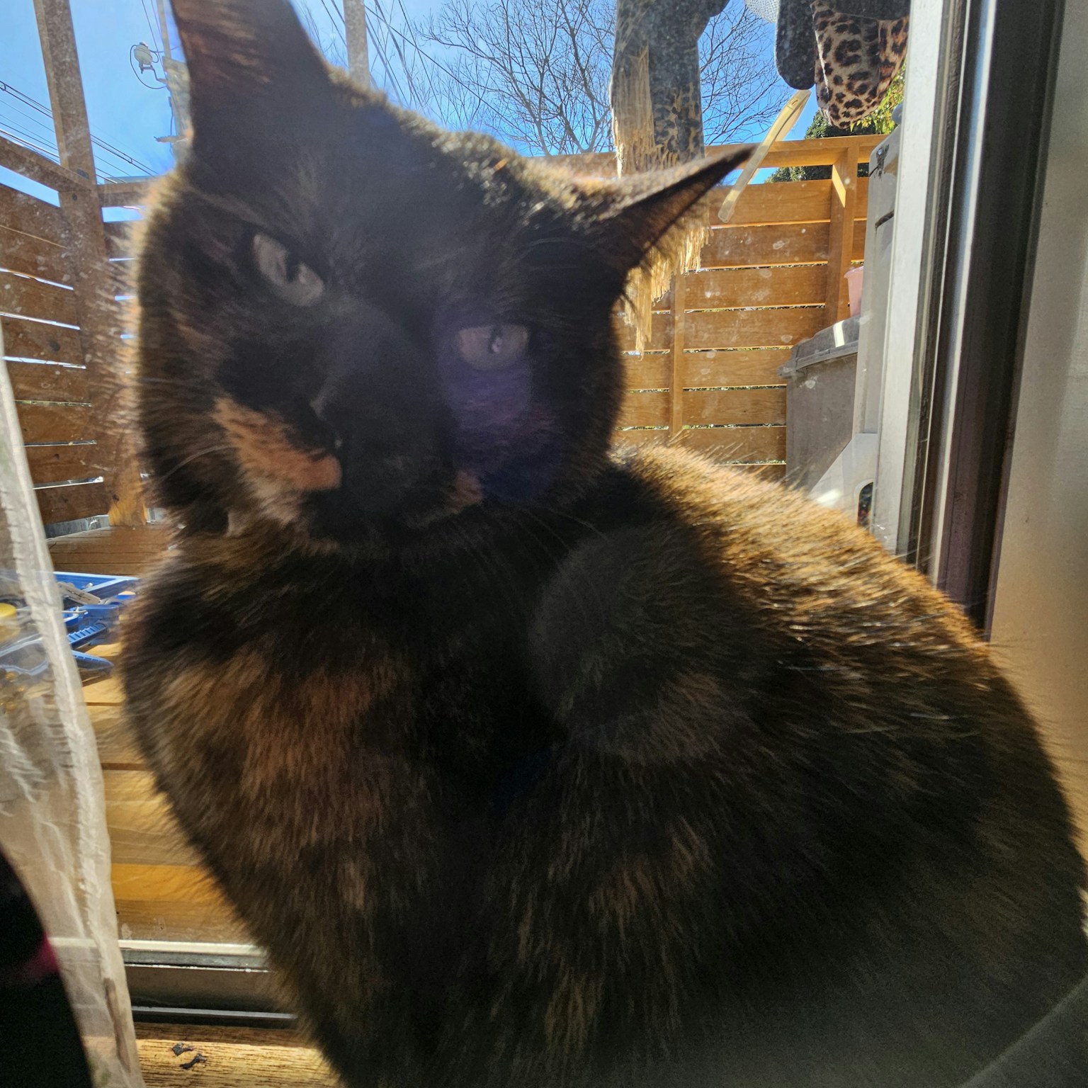 窗边坐着的黑猫侧面