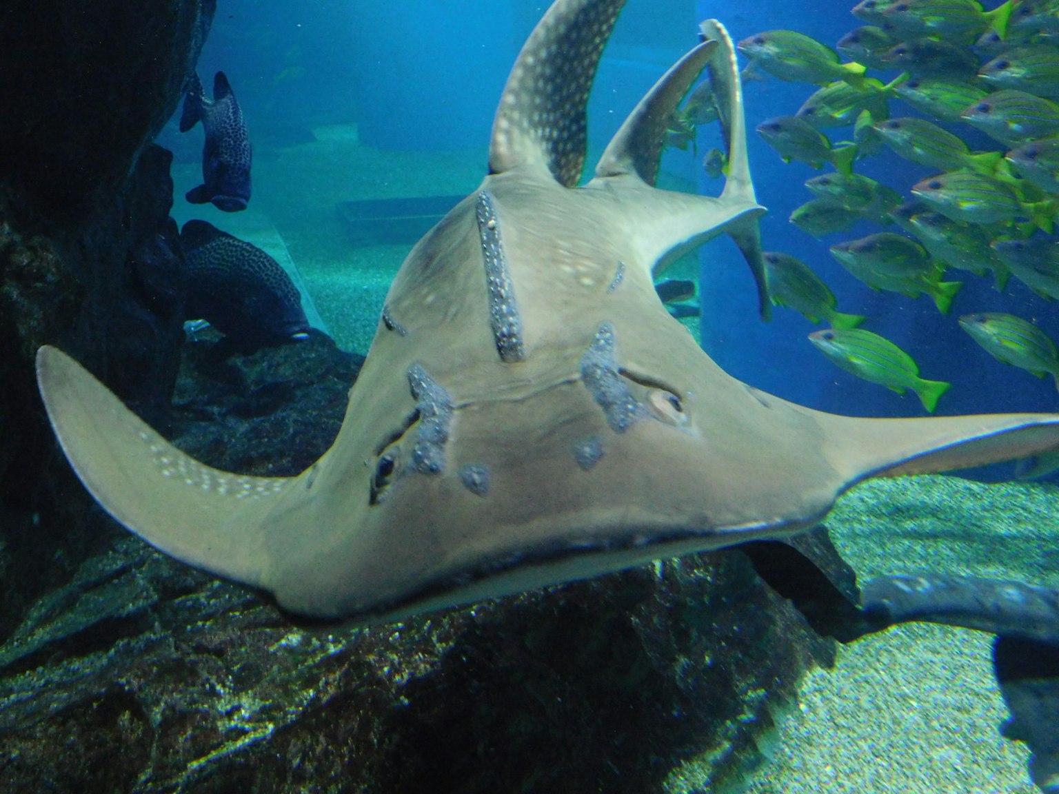 水族館中魟魚的特寫圖像藍色水下背景和魚群
