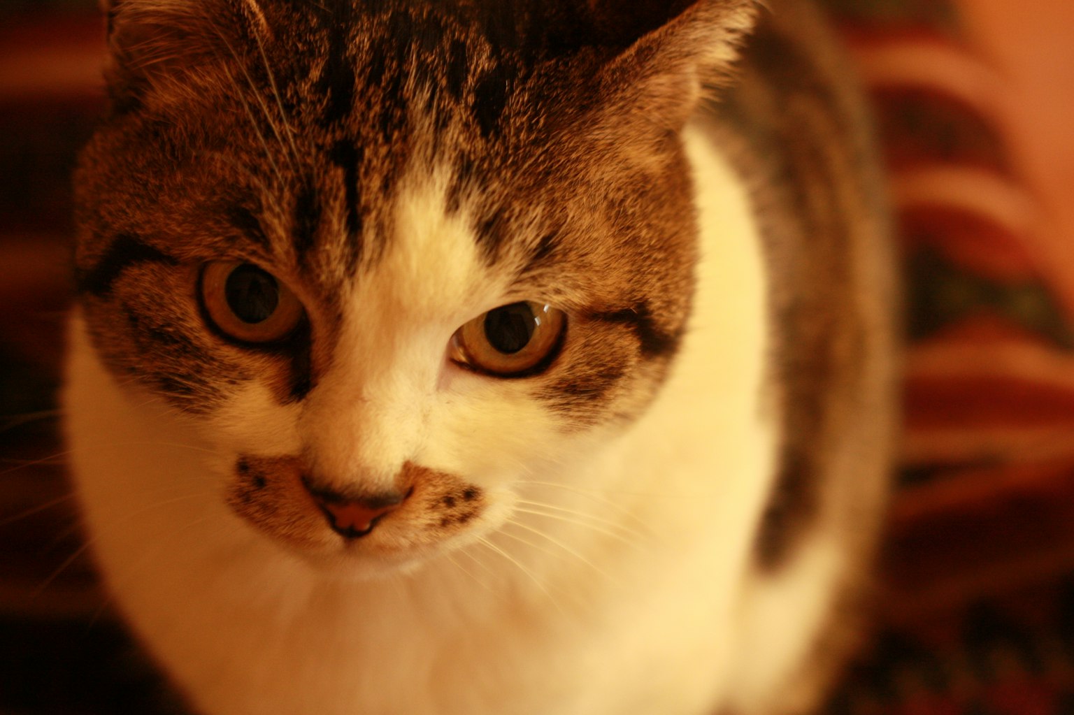 Un gatto con pelo bianco e marrone che fissa la fotocamera