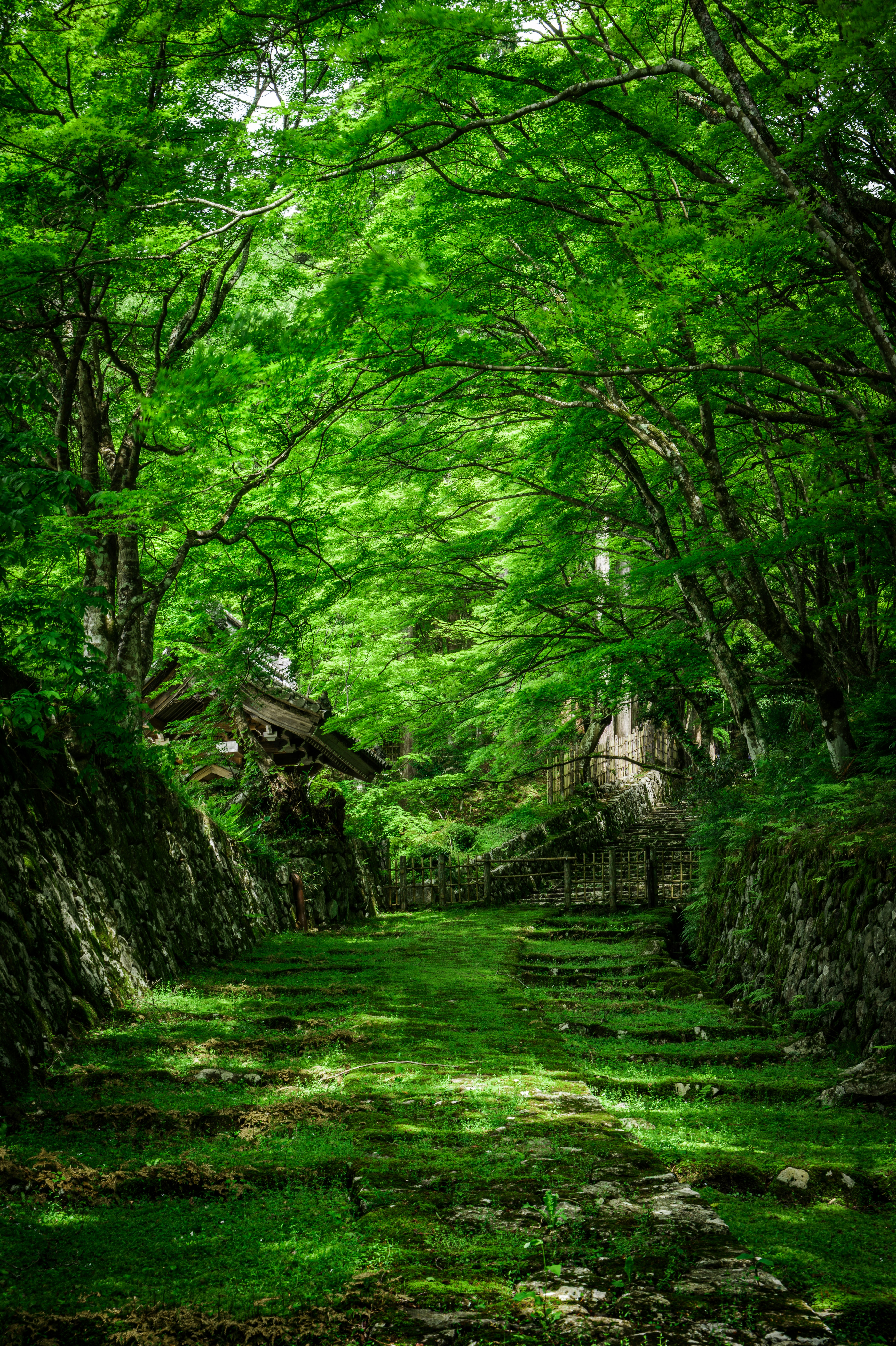 新緑の木々に囲まれた苔むす小道と石段のある庭園
