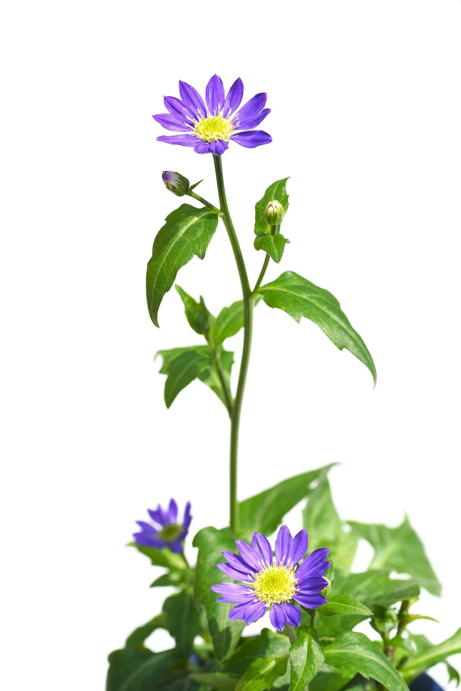 Photo of a plant with purple flowers