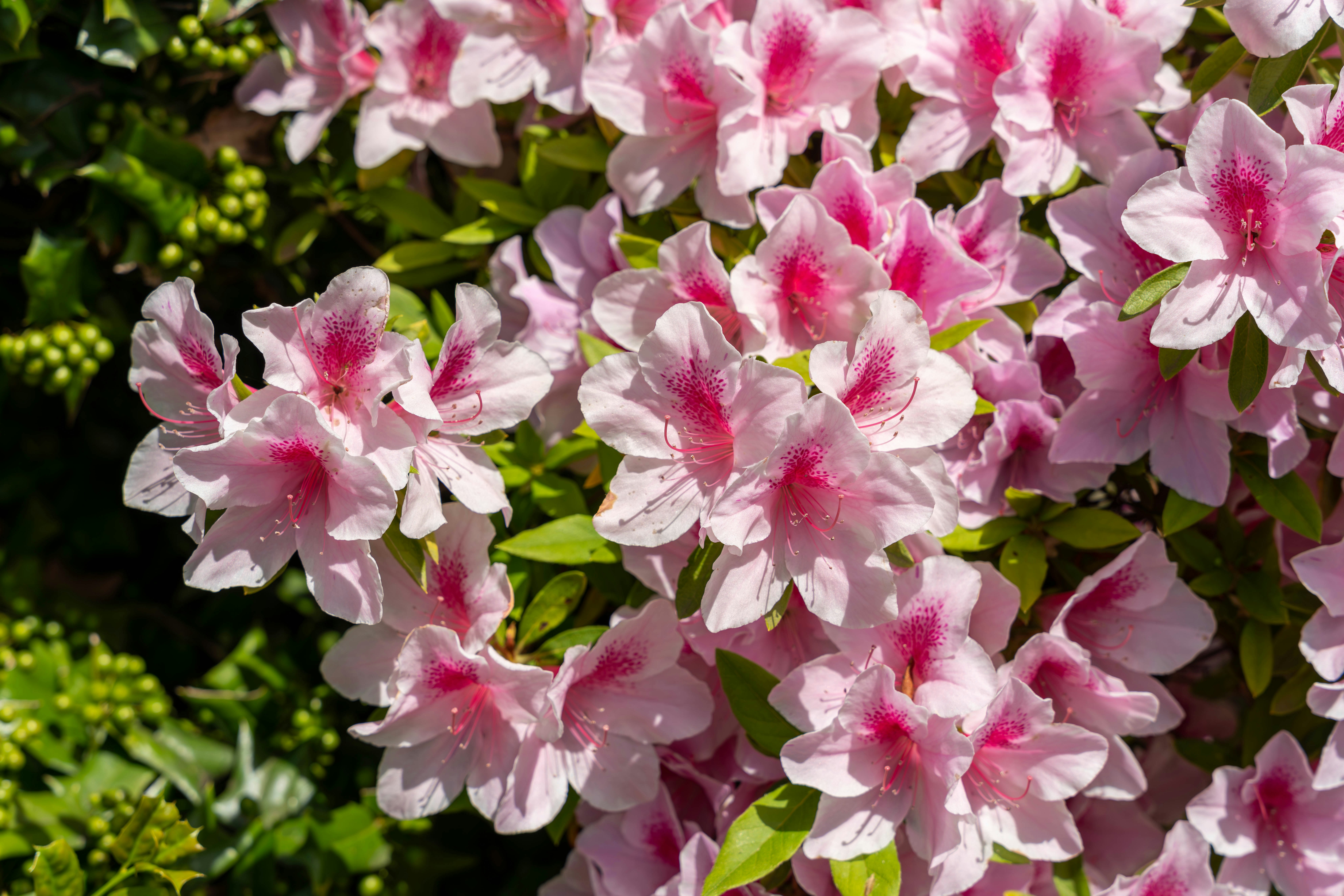 ピンクの花が密に咲く庭の花壇
