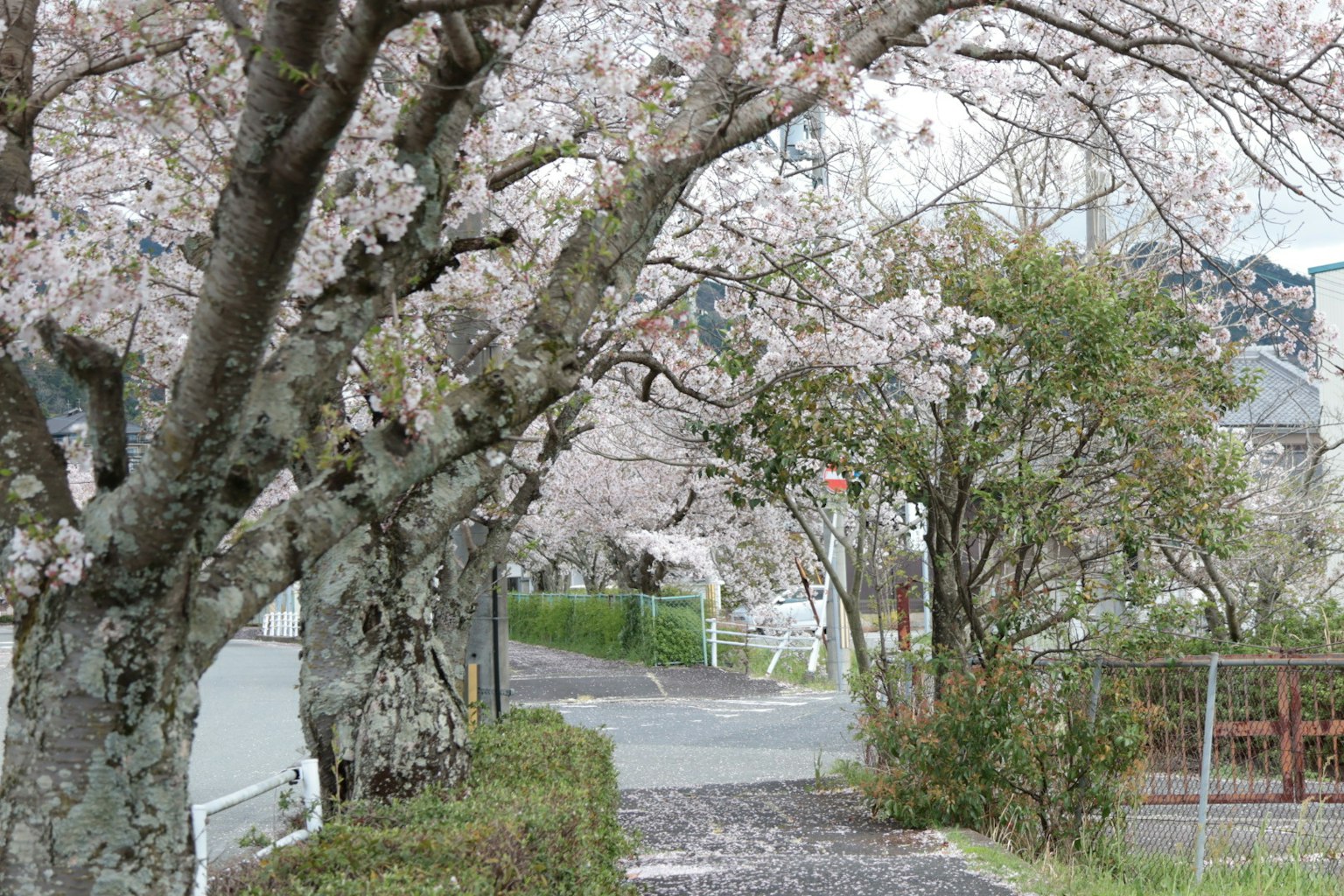 Ein ruhiger Weg gesäumt von Kirschbäumen