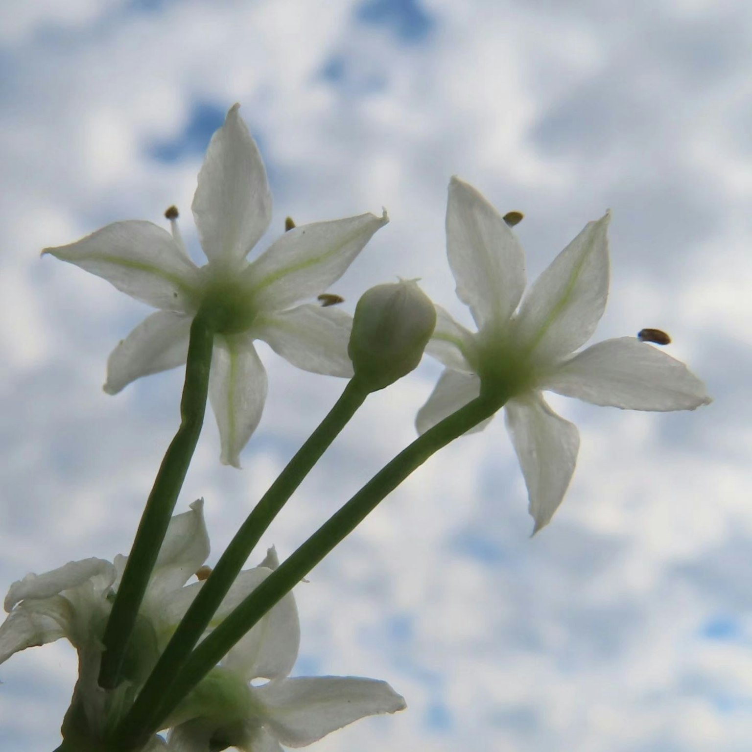 Weiße Blumen blühen gegen einen blauen Himmel