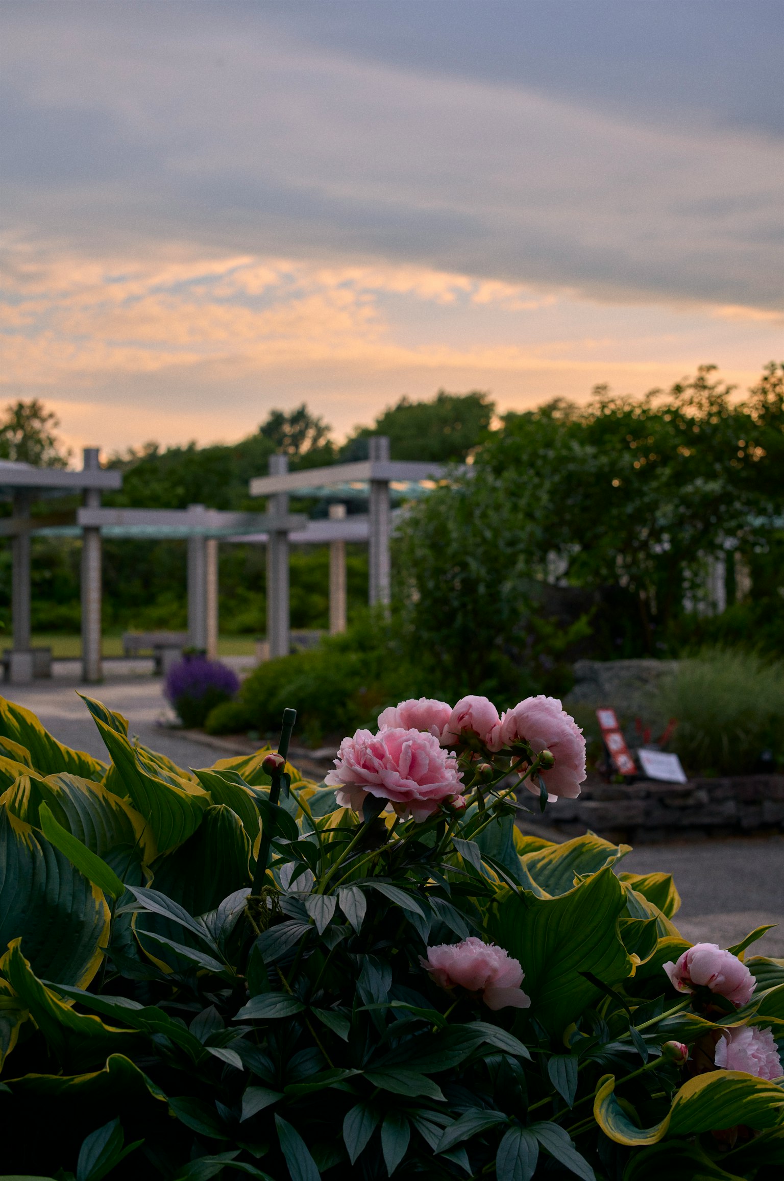 Garden scene with pink flowers under a twilight sky