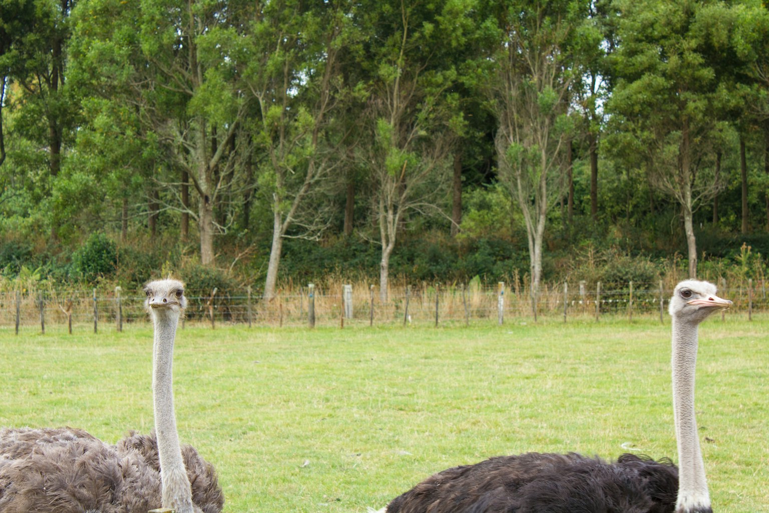 Zwei Strauße stehen auf einer grasbewachsenen Fläche mit Bäumen im Hintergrund