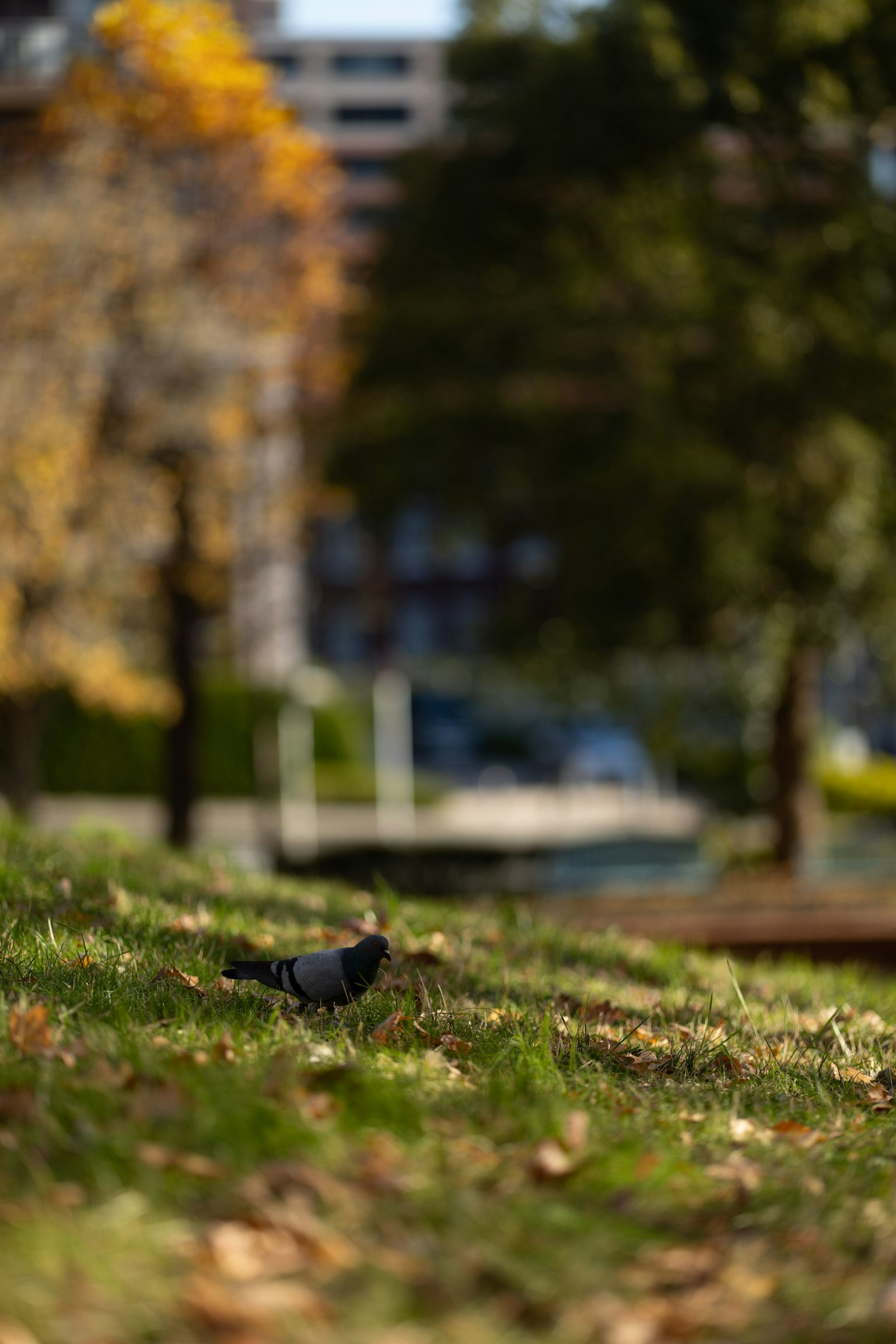 A black bird on green grass in a park with blurred trees in the background